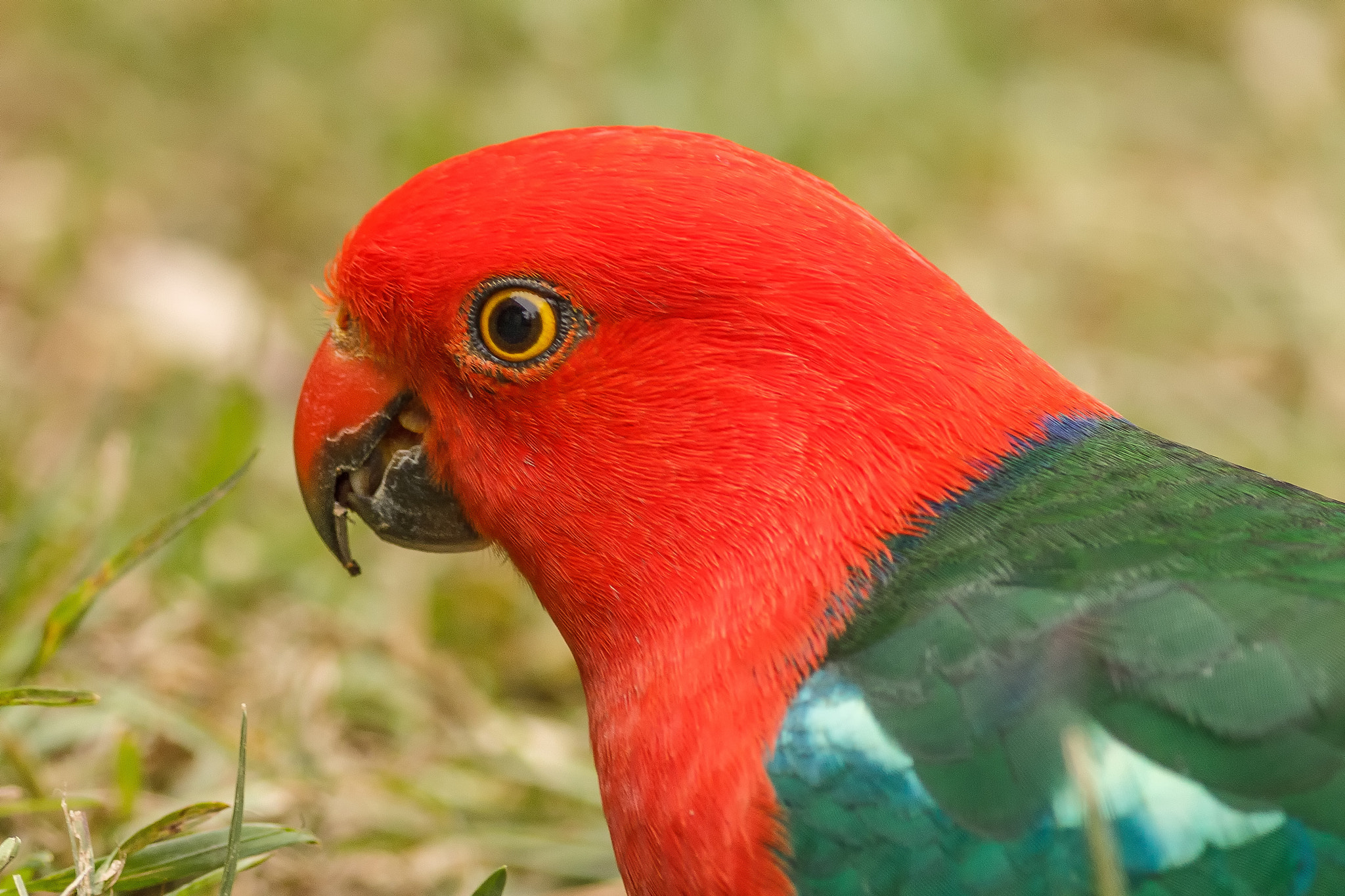 Canon EOS 550D (EOS Rebel T2i / EOS Kiss X4) + Canon EF 400mm F5.6L USM sample photo. Male king parrot photography