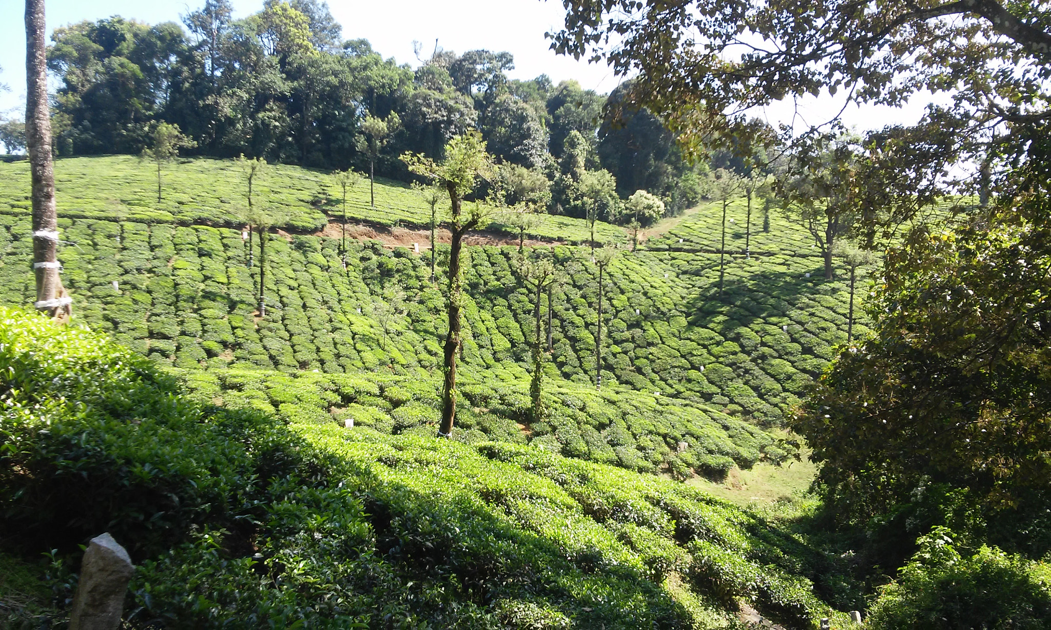 LG L Fino sample photo. Tea estates at valparai photography