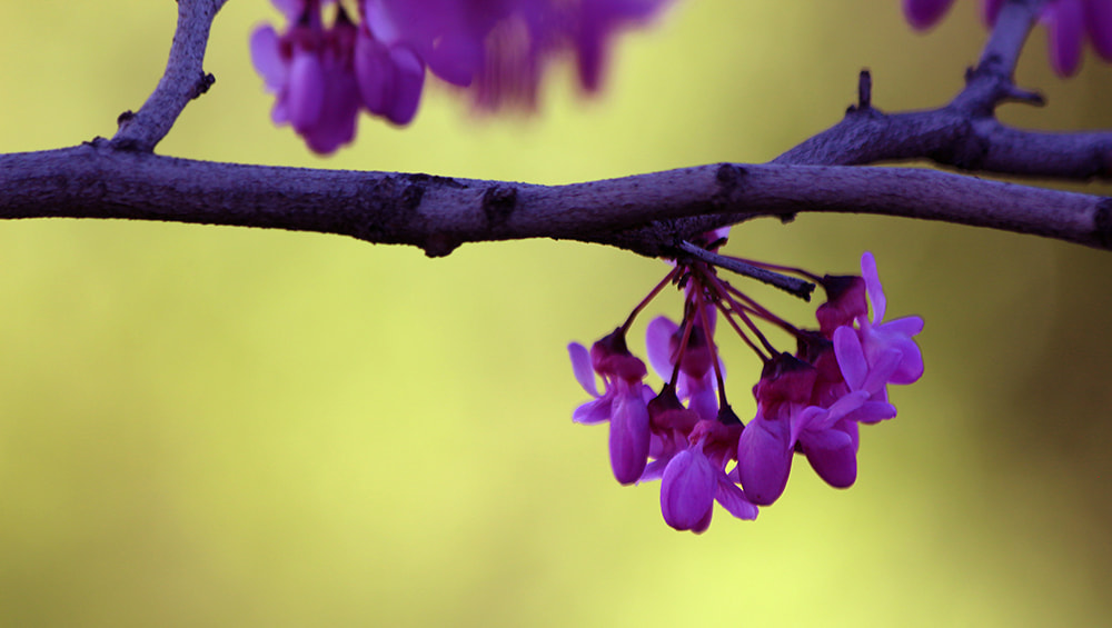 Canon EOS 650D (EOS Rebel T4i / EOS Kiss X6i) sample photo. Purple photography