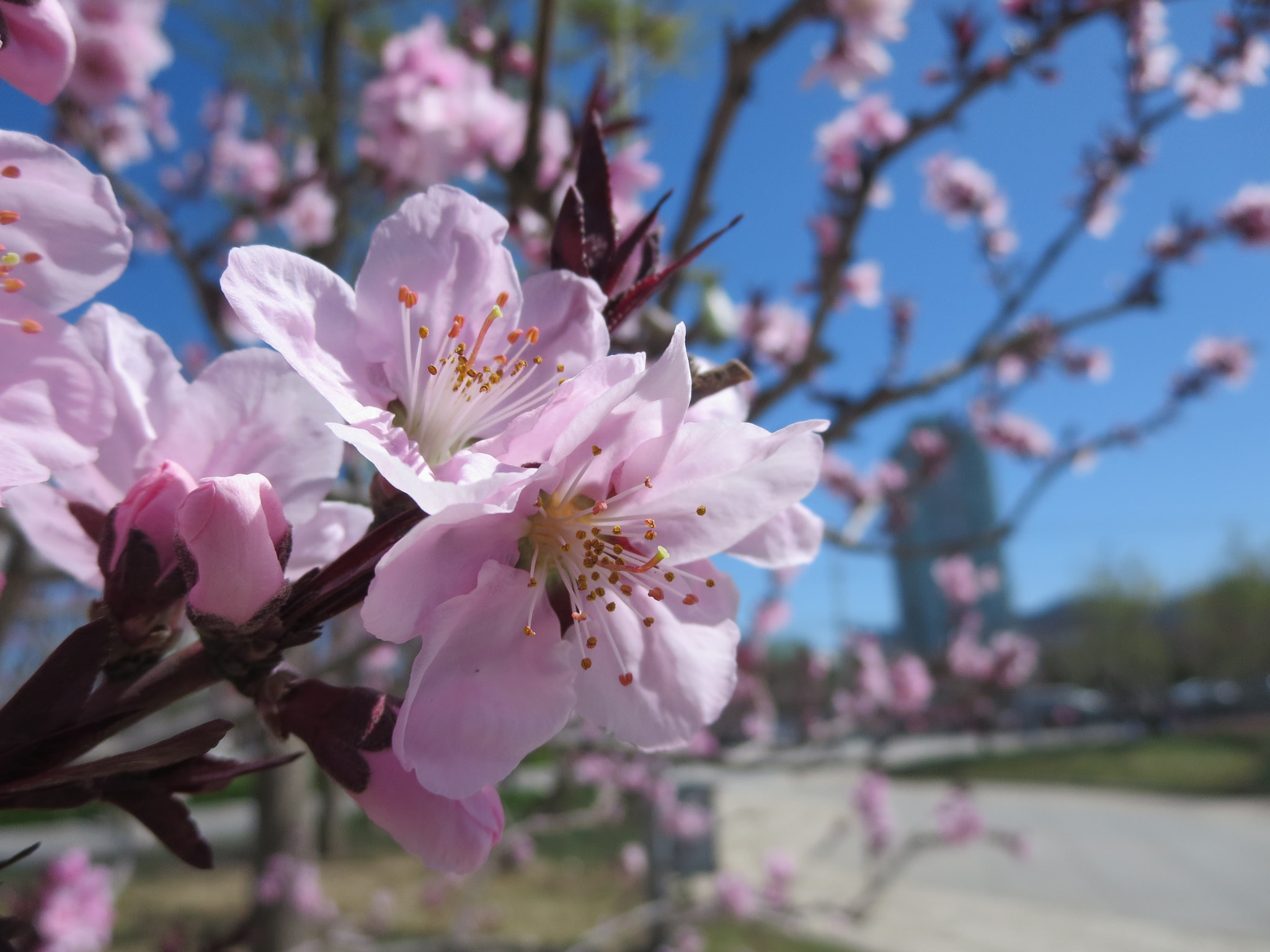 Canon PowerShot ELPH 330 HS (IXUS 255 HS / IXY 610F) sample photo. Pink flowers photography