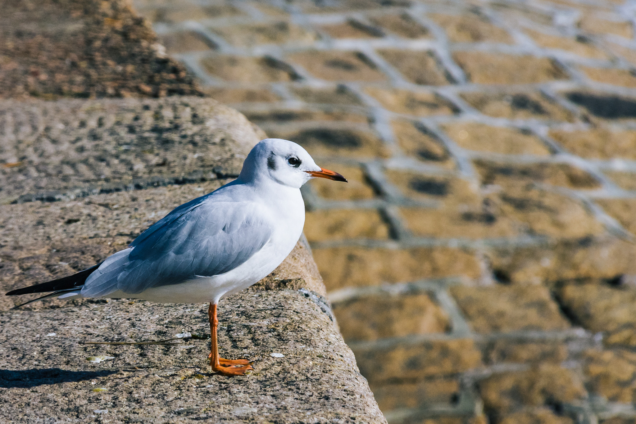 Canon EOS 40D sample photo. Seagull photography