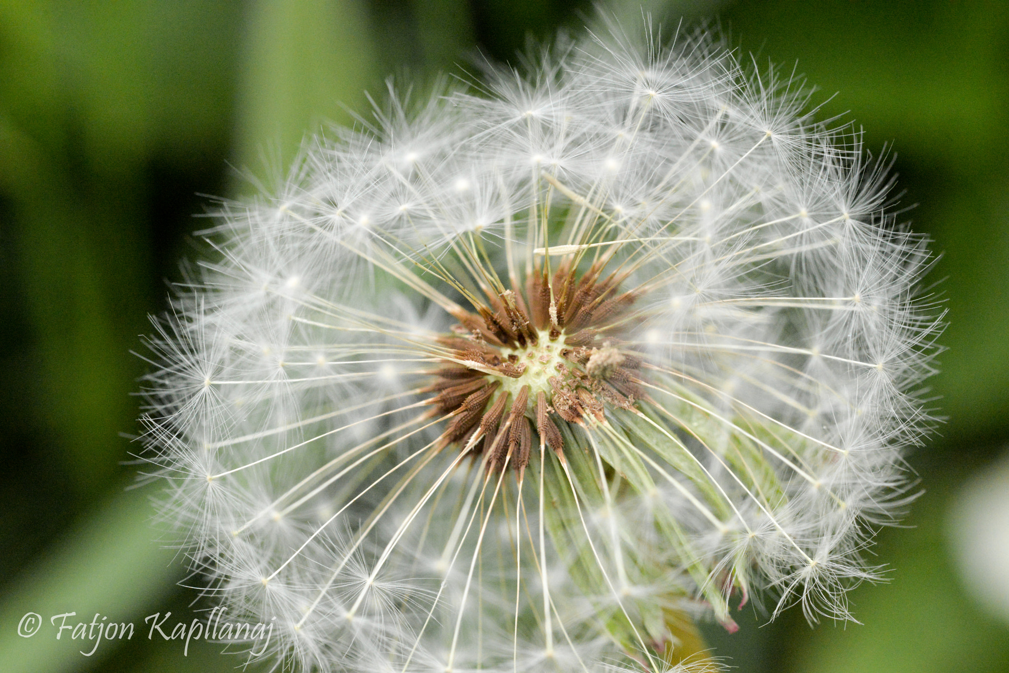 Sigma 105mm F2.8 EX DG Macro sample photo. Make a wish photography