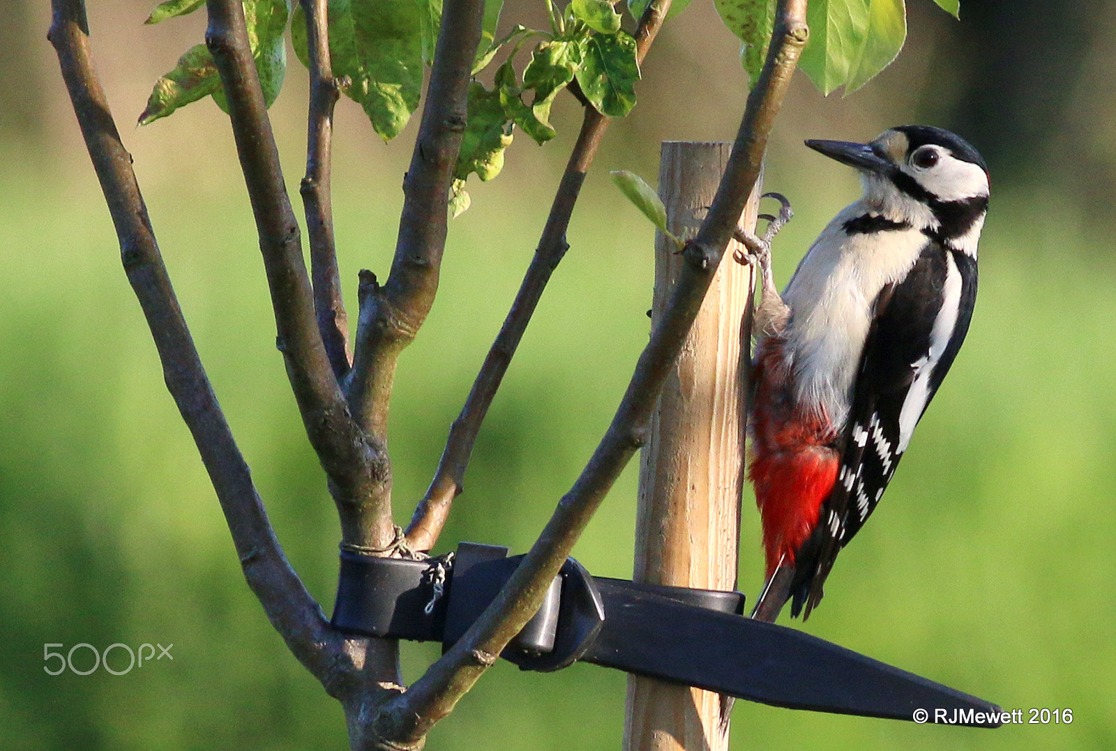 Canon EOS 70D + Canon EF 400mm F5.6L USM sample photo. Greater spotted woodpecker photography