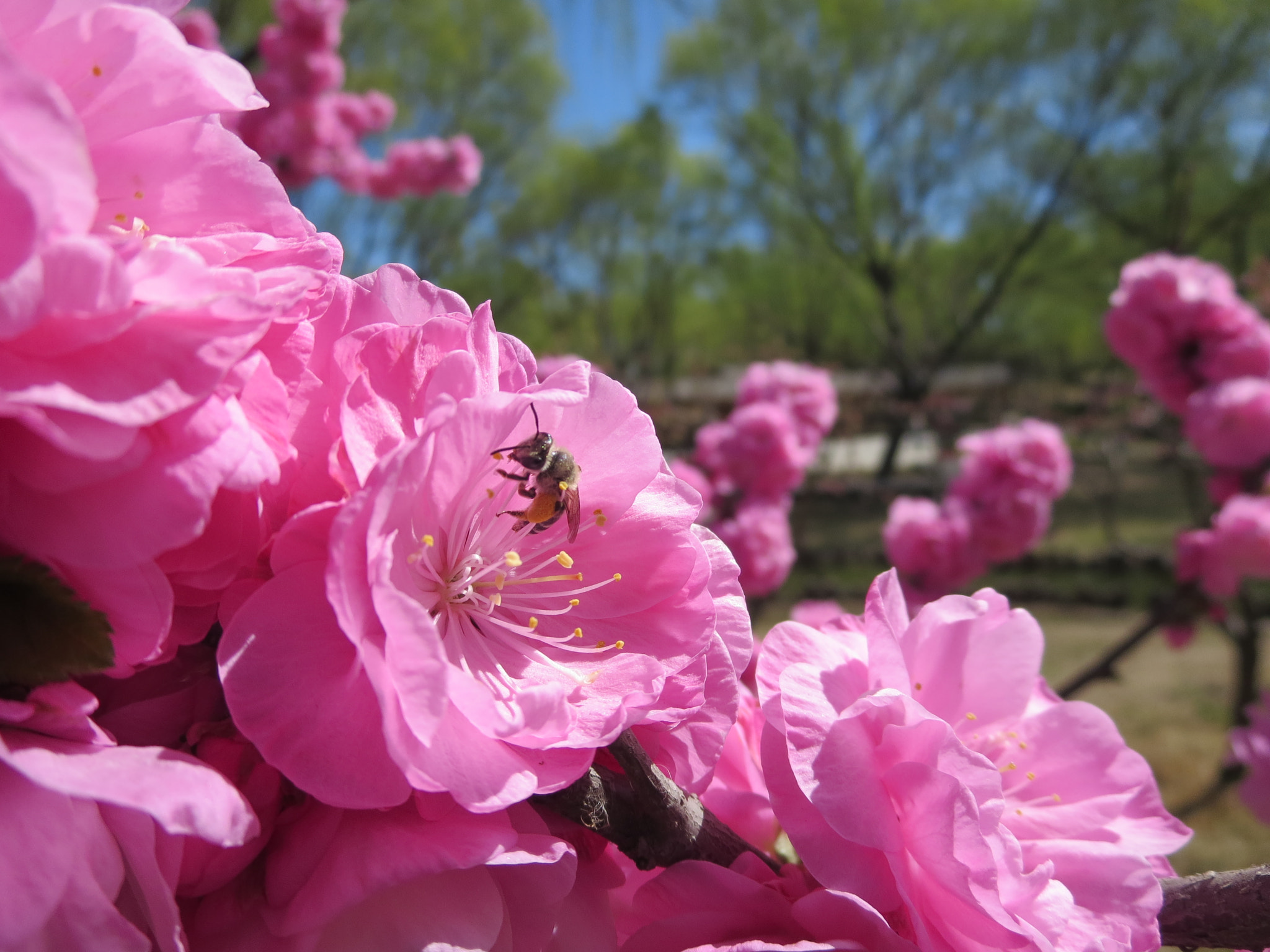 Canon PowerShot ELPH 330 HS (IXUS 255 HS / IXY 610F) sample photo. Bee and flowers photography