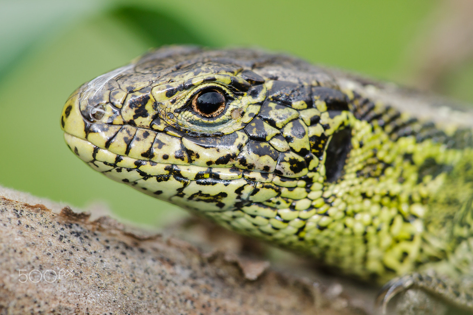 Canon EF 180mm F3.5L Macro USM sample photo. The sand lizard (lacerta agilis) photography