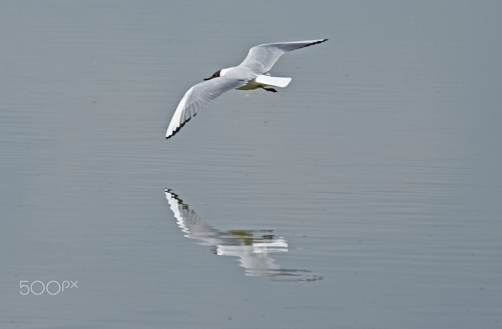 Canon EF 100-400mm F4.5-5.6L IS USM sample photo. Reflections on flight. photography