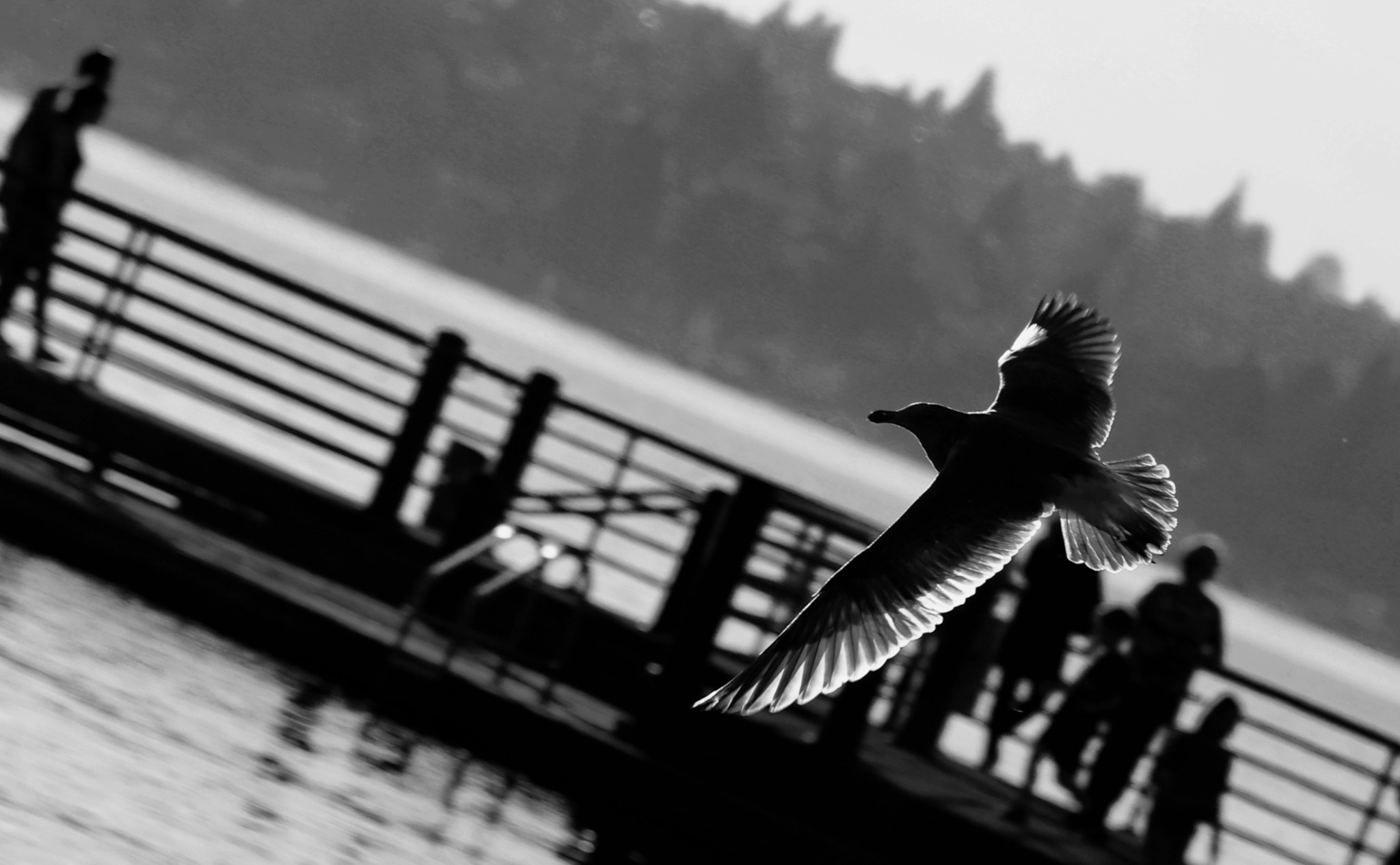Canon EF75-300mm f/4-5.6 sample photo. Smooth flight photography