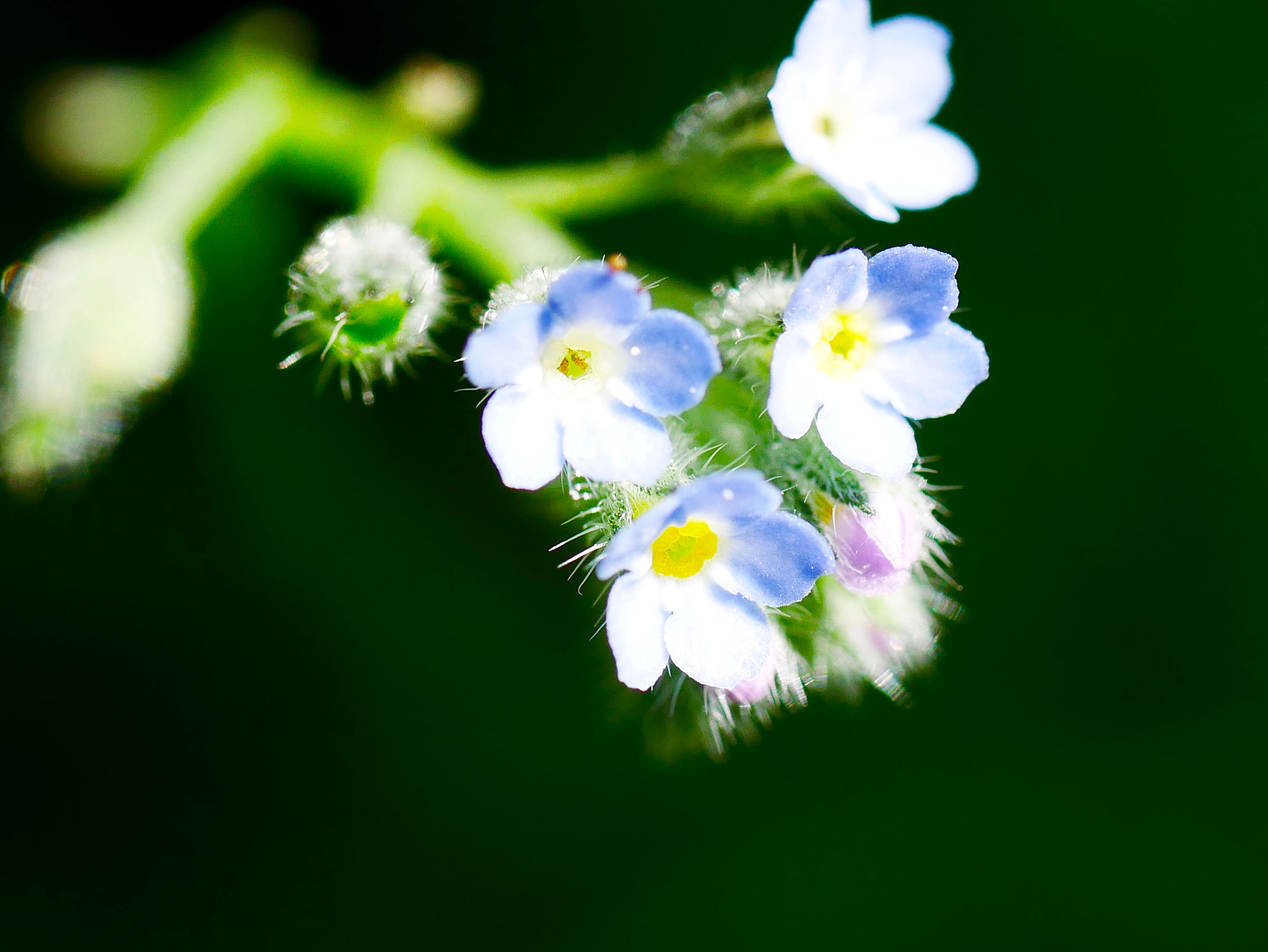 Panasonic Lumix G Macro 30mm F2.8 ASPH Mega OIS sample photo. Sous un autre angle photography