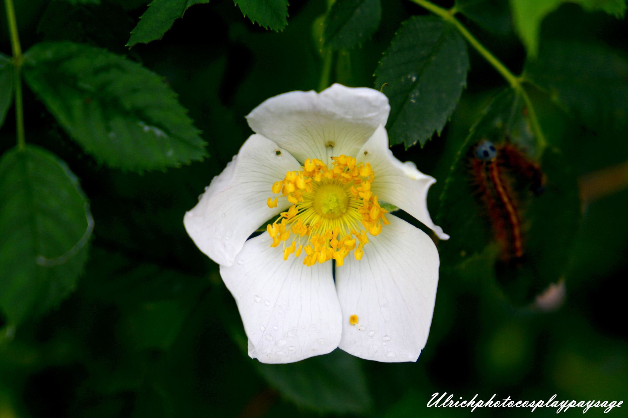 Canon EF 24-105mm F3.5-5.6 IS STM sample photo. Fleur blanche photography