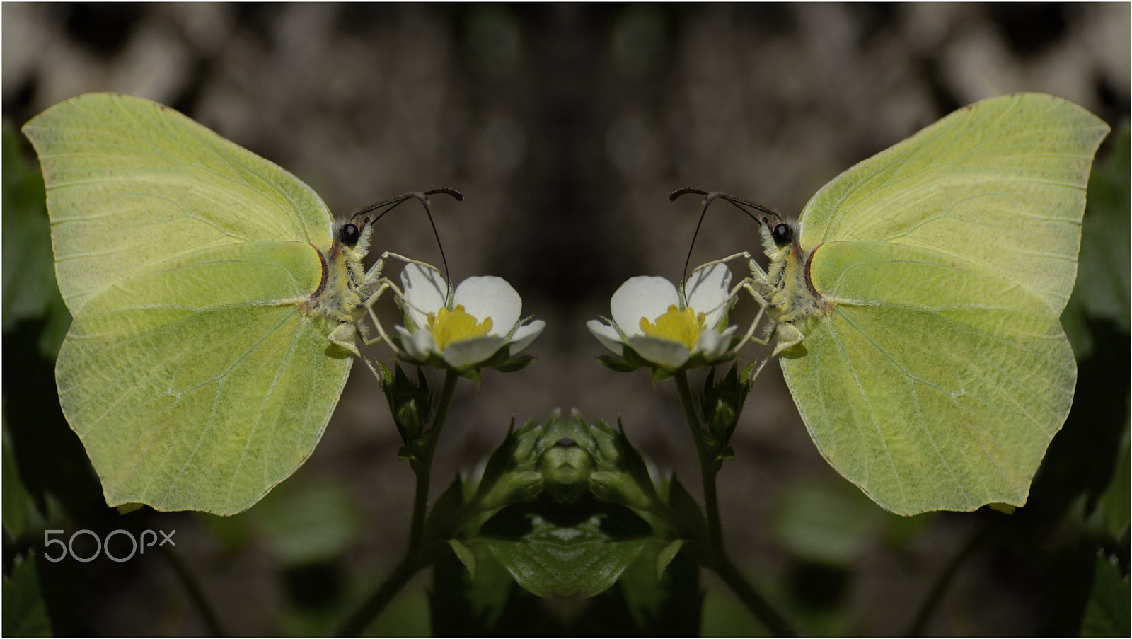 Nikon D610 + Sigma 70-300mm F4-5.6 DG Macro sample photo. Limonera (goneptryx rhanni )pieridos photography