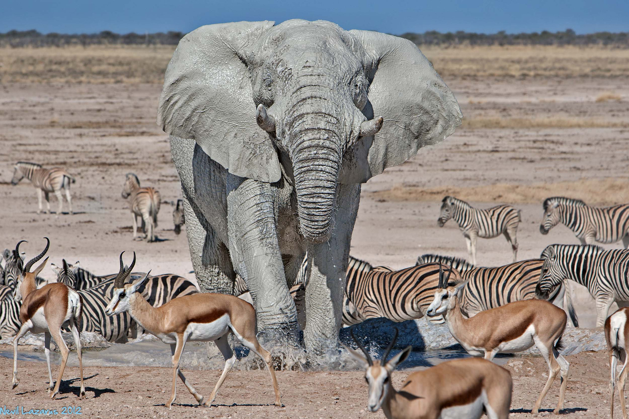 Canon EOS-1D Mark III sample photo. White elephant at etosha photography