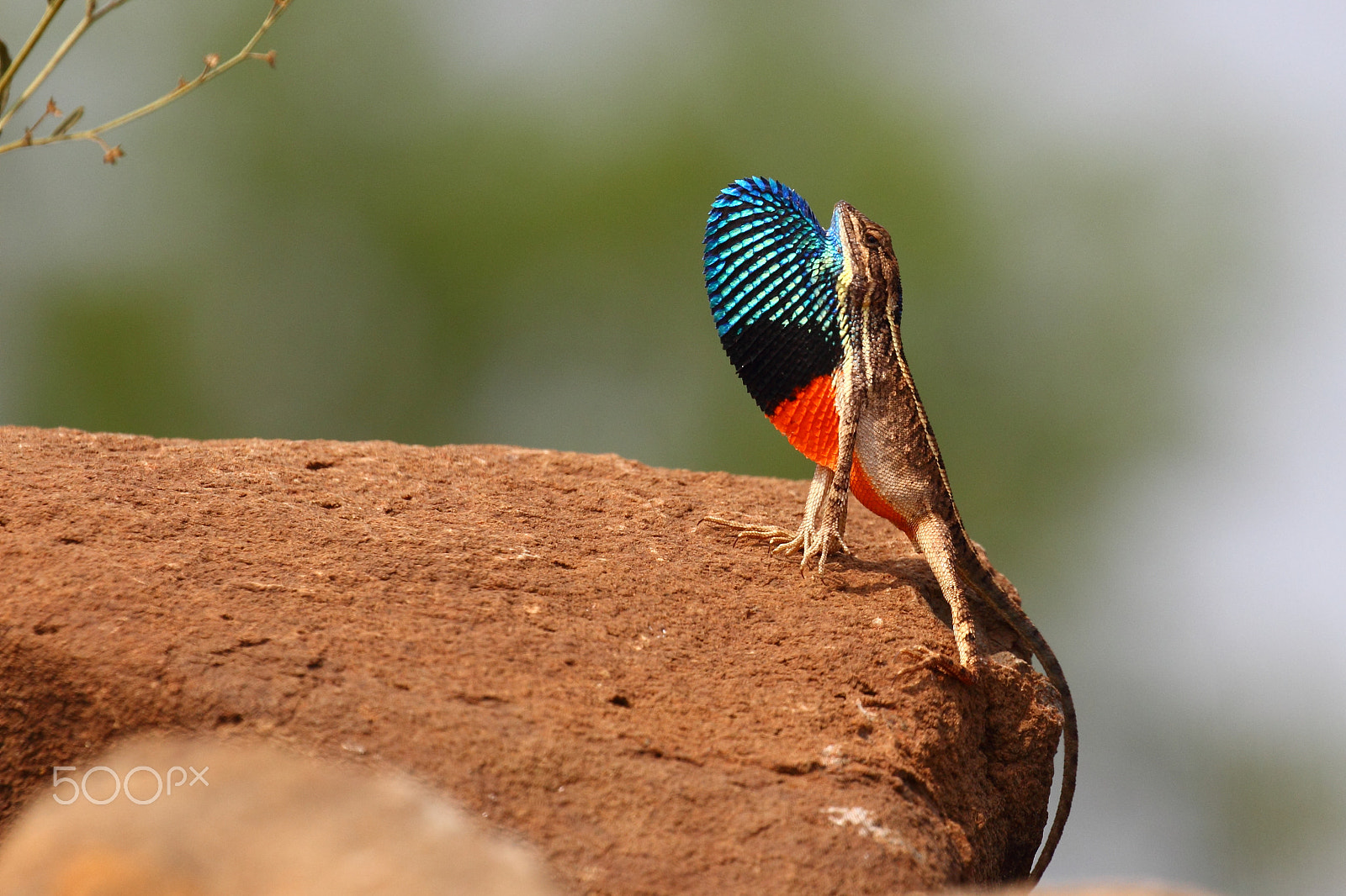 Canon EF 100-400mm F4.5-5.6L IS II USM sample photo. Small but beautiful photography