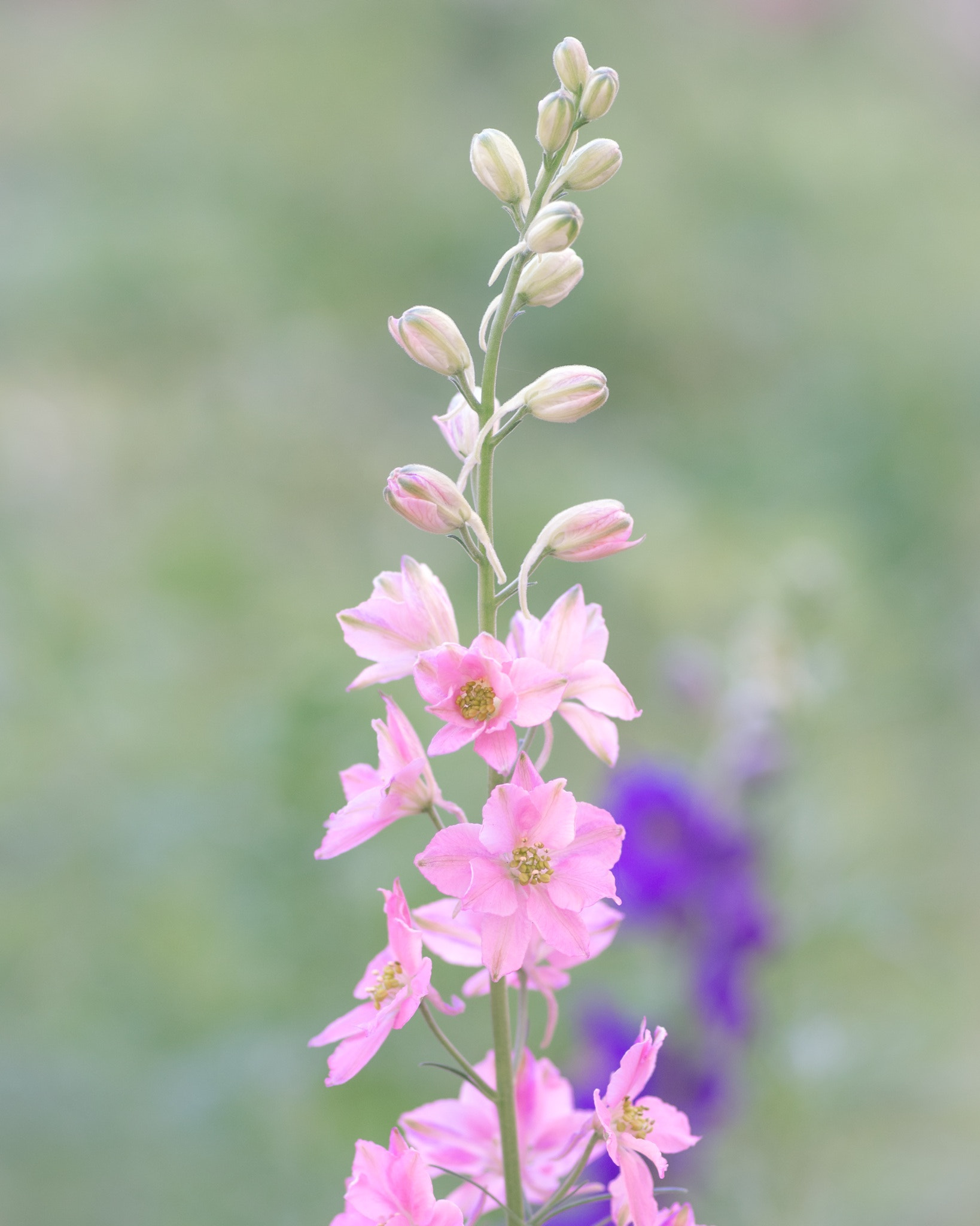 Pentax smc D-FA 100mm F2.8 Macro WR sample photo. Blossoms photography
