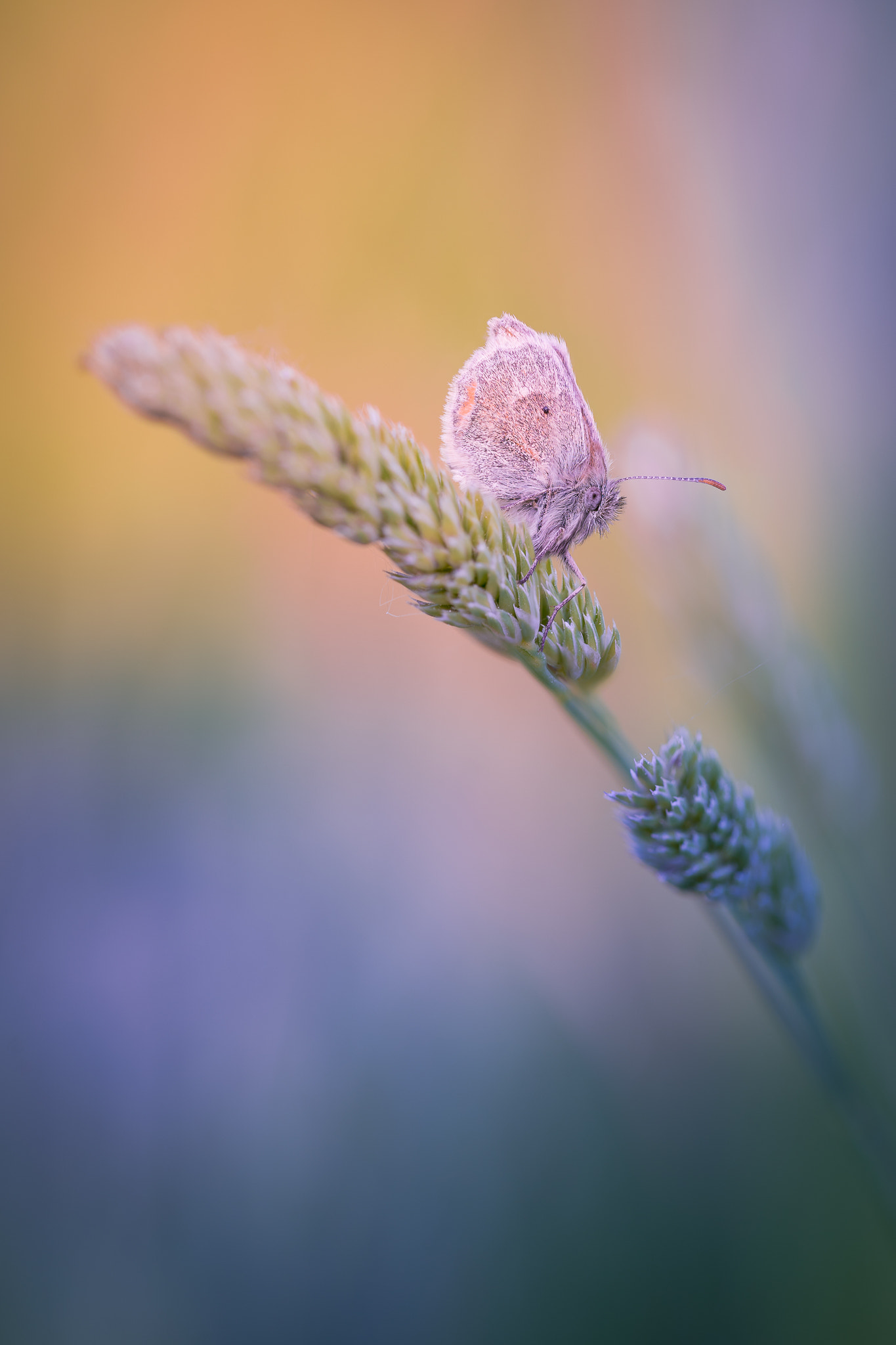 100mm F2.8 G SSM OSS sample photo. Summer dreams... photography