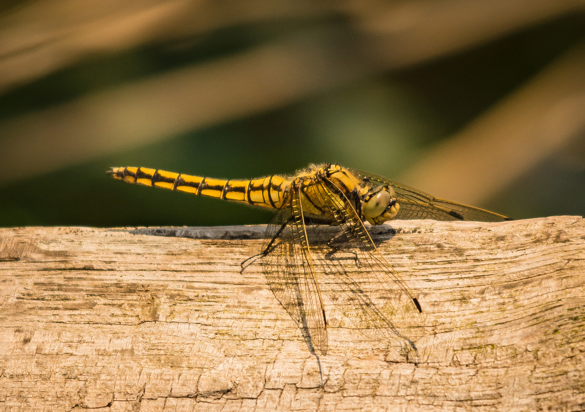 Sony SLT-A77 + Sigma 150-500mm F5-6.3 DG OS HSM sample photo. Großer blaupfeil photography