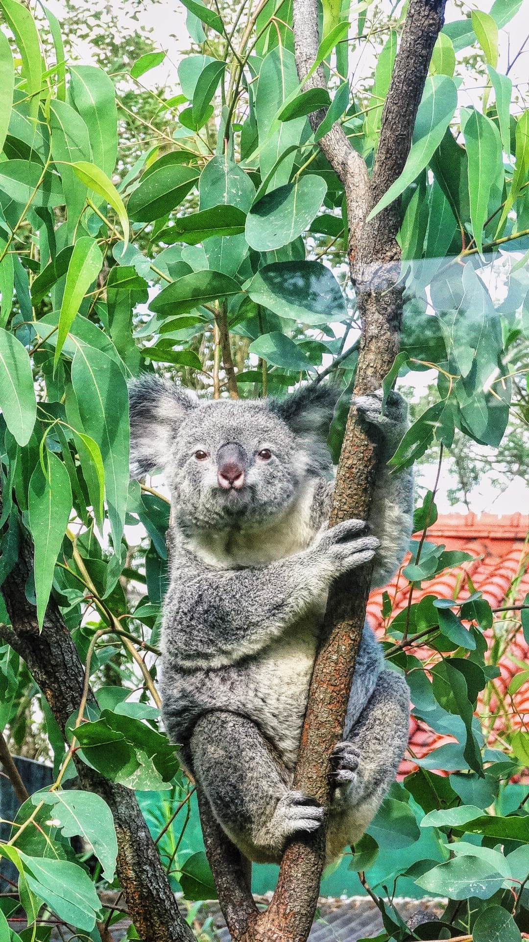 Sony DSC-HX30 sample photo. Taipei zoo photography