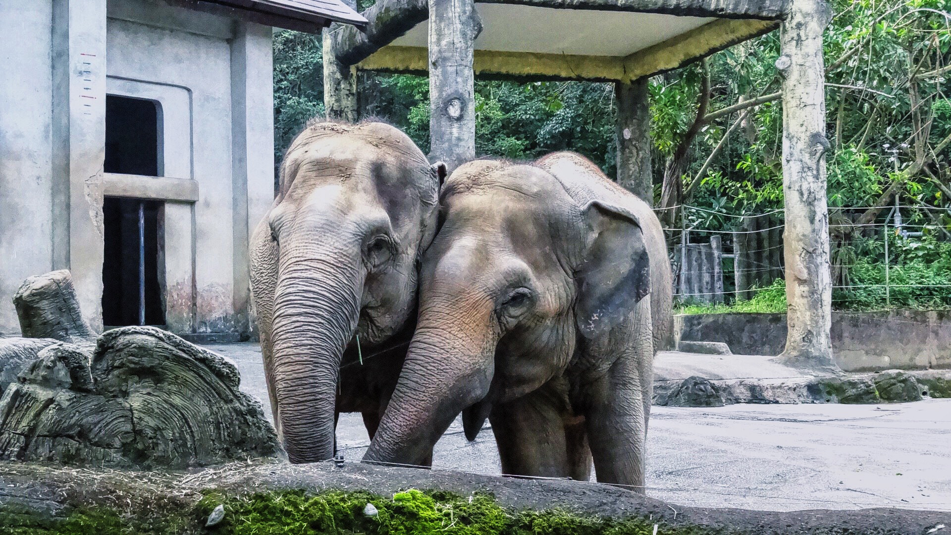 Sony DSC-HX30 sample photo. Elephants taipei zoo photography