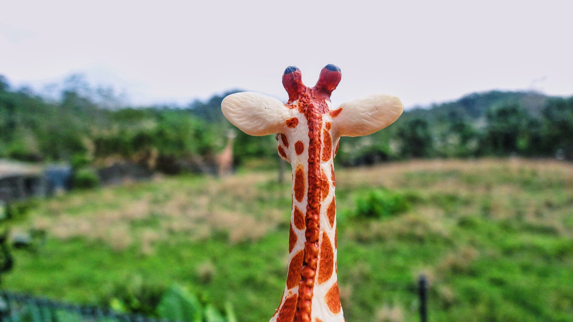 Sony DSC-HX30 sample photo. Giraffe toy photography