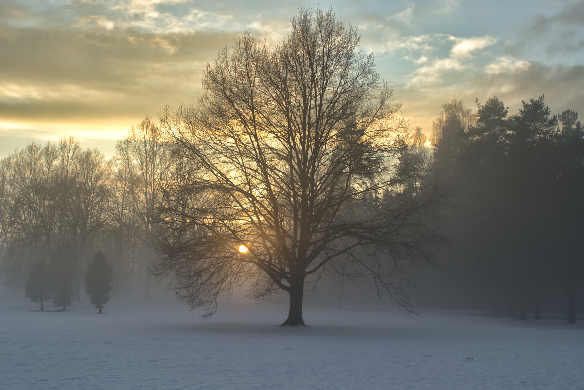 Nikon D3200 + 18.00 - 55.00 mm f/3.5 - 5.6 sample photo. Tree photography