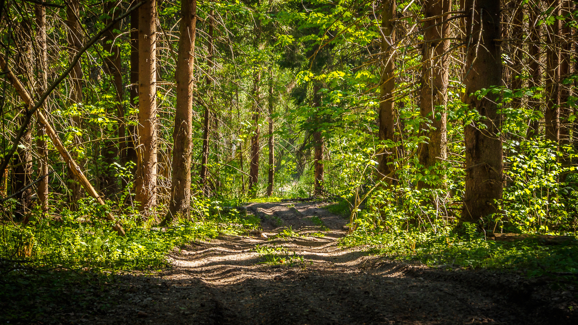 Olympus OM-D E-M10 + OLYMPUS M.12-50mm F3.5-6.3 sample photo. Road in the woods photography