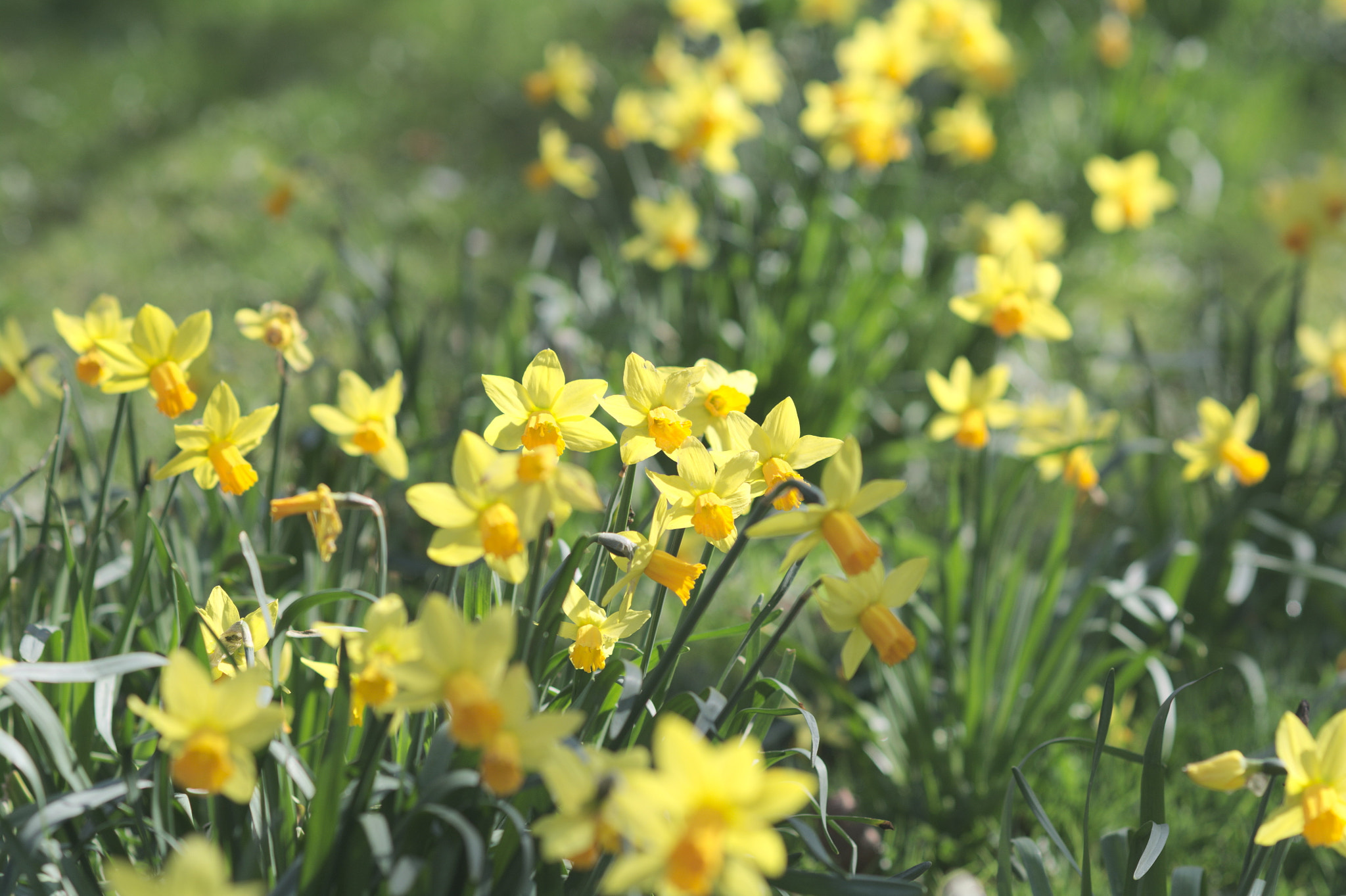 Nikon D7100 + AF Nikkor 85mm f/1.8 sample photo. Daffodils photography
