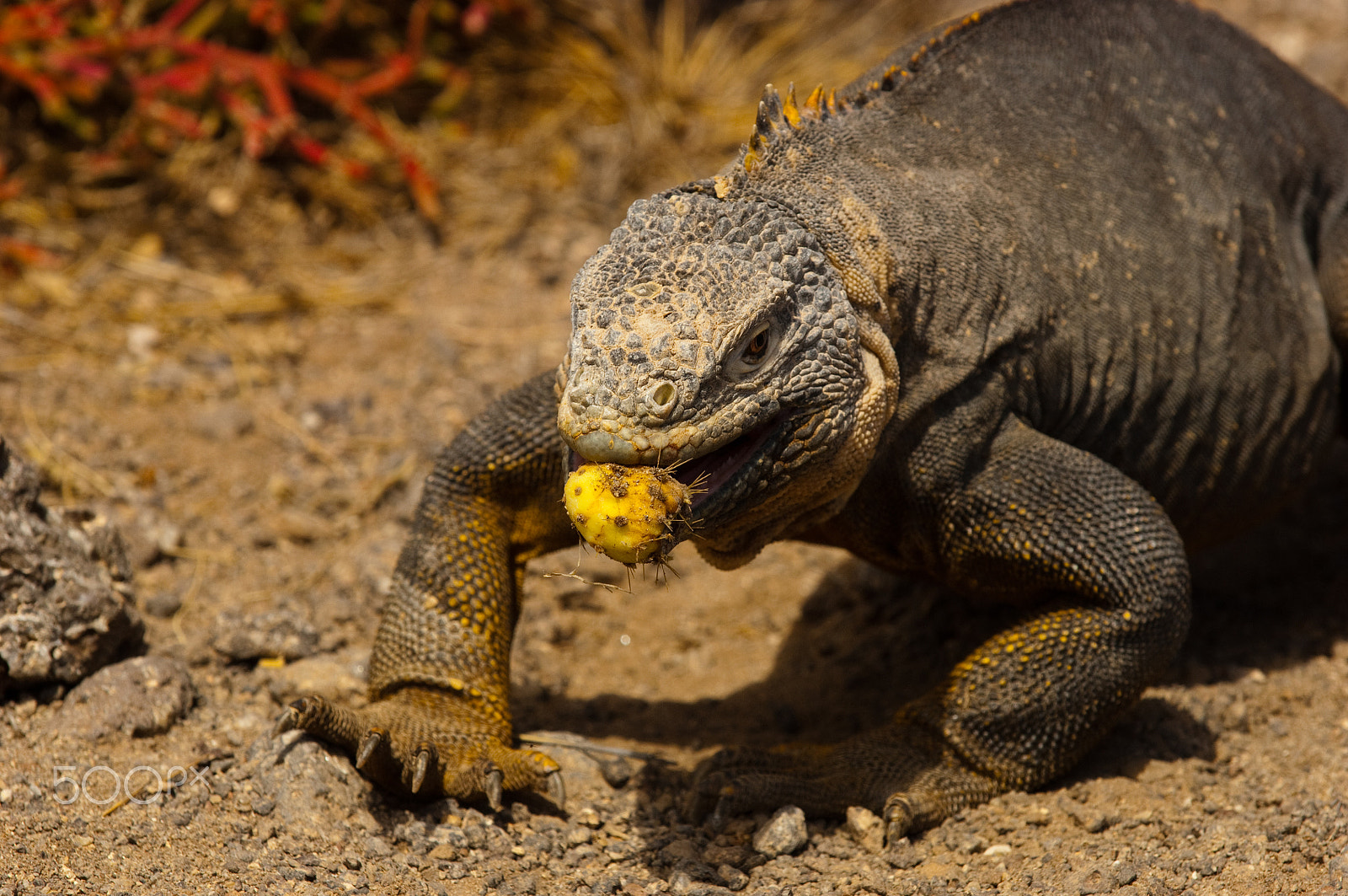 Nikon D2X sample photo. Iguana's snack photography
