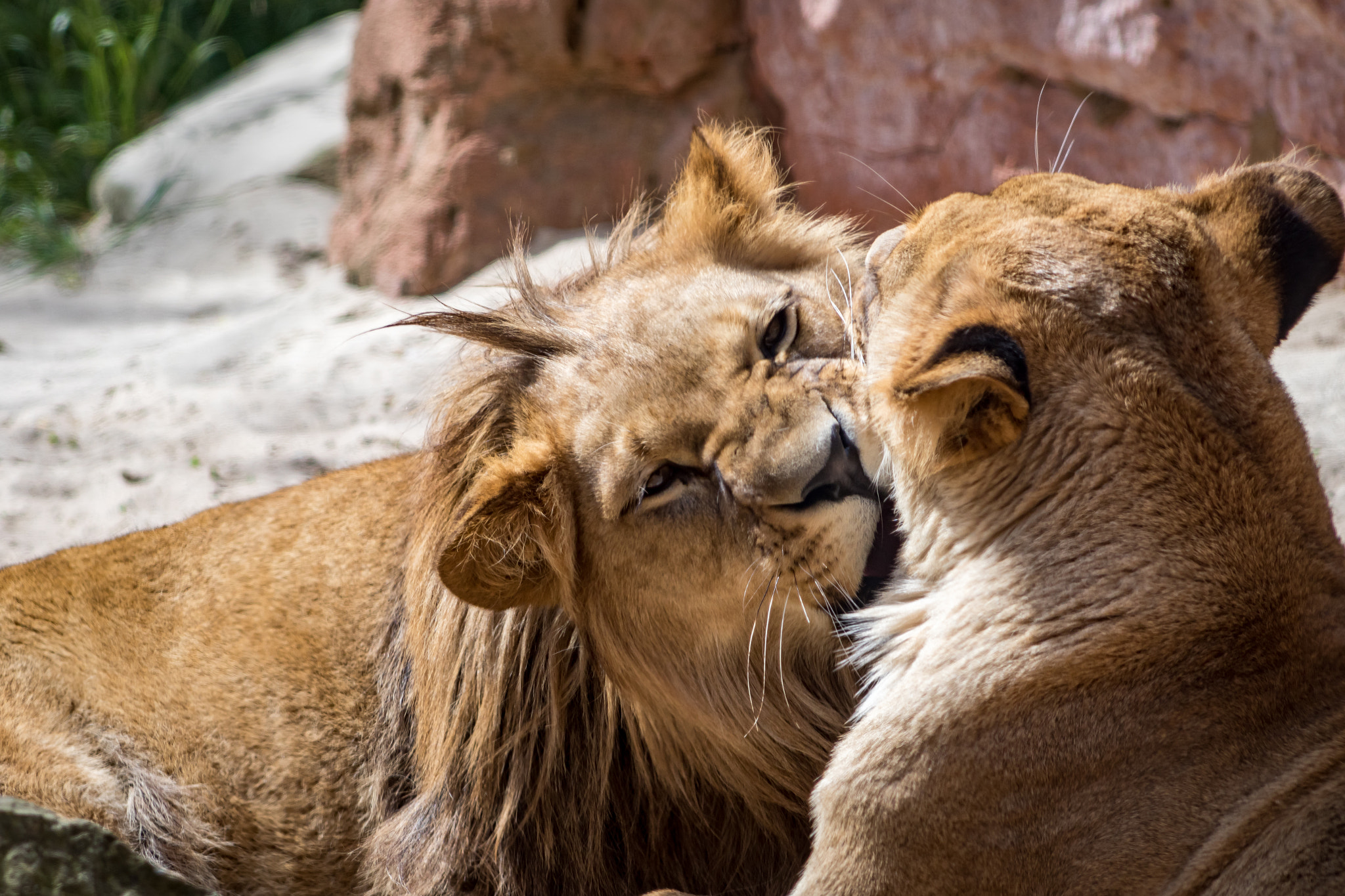 Canon EF 75-300mm f/4-5.6 USM sample photo. "schmusekatzen" photography