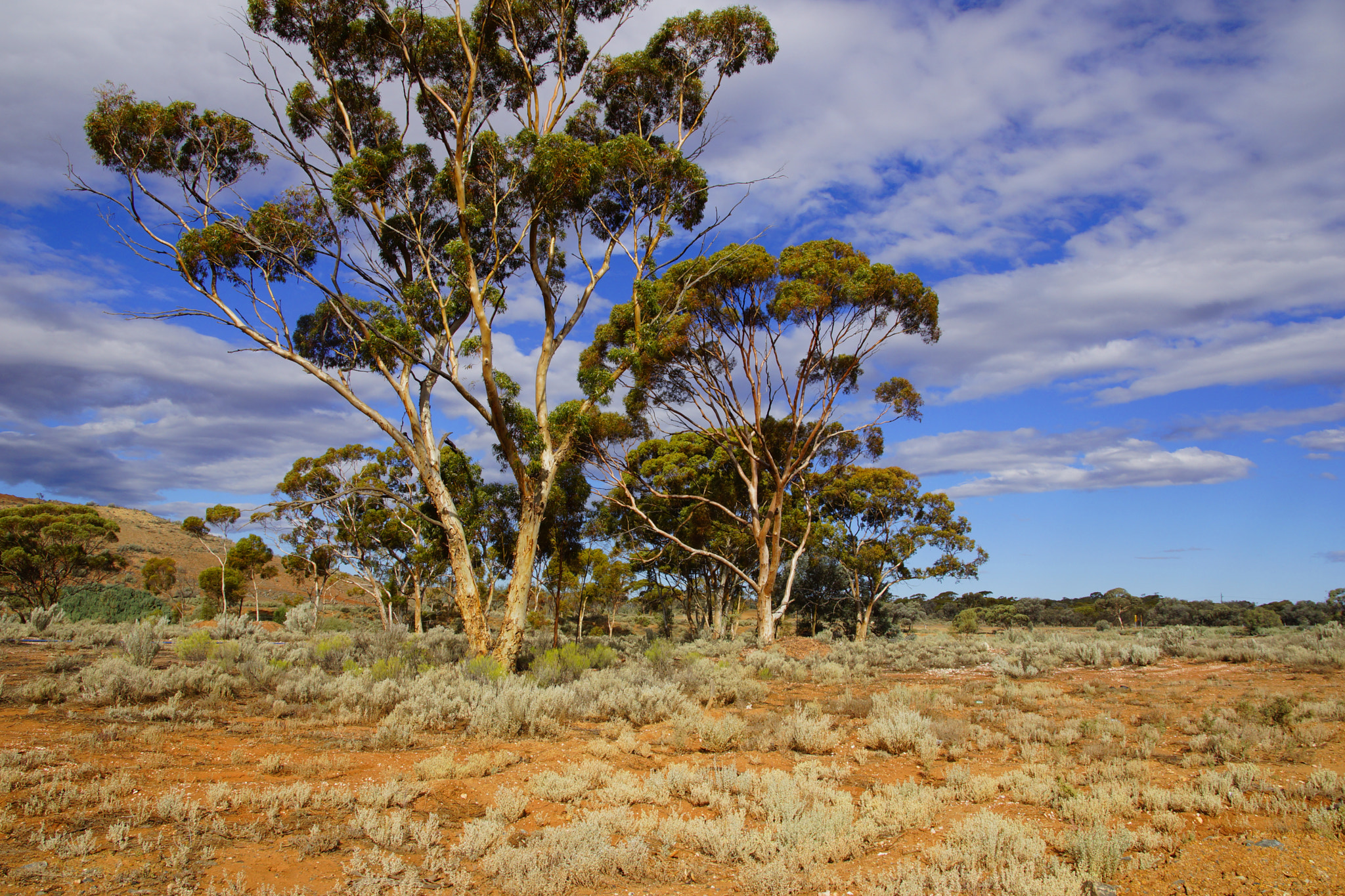 Sigma 17-70mm F2.8-4 DC Macro HSM sample photo. Golden outback photography