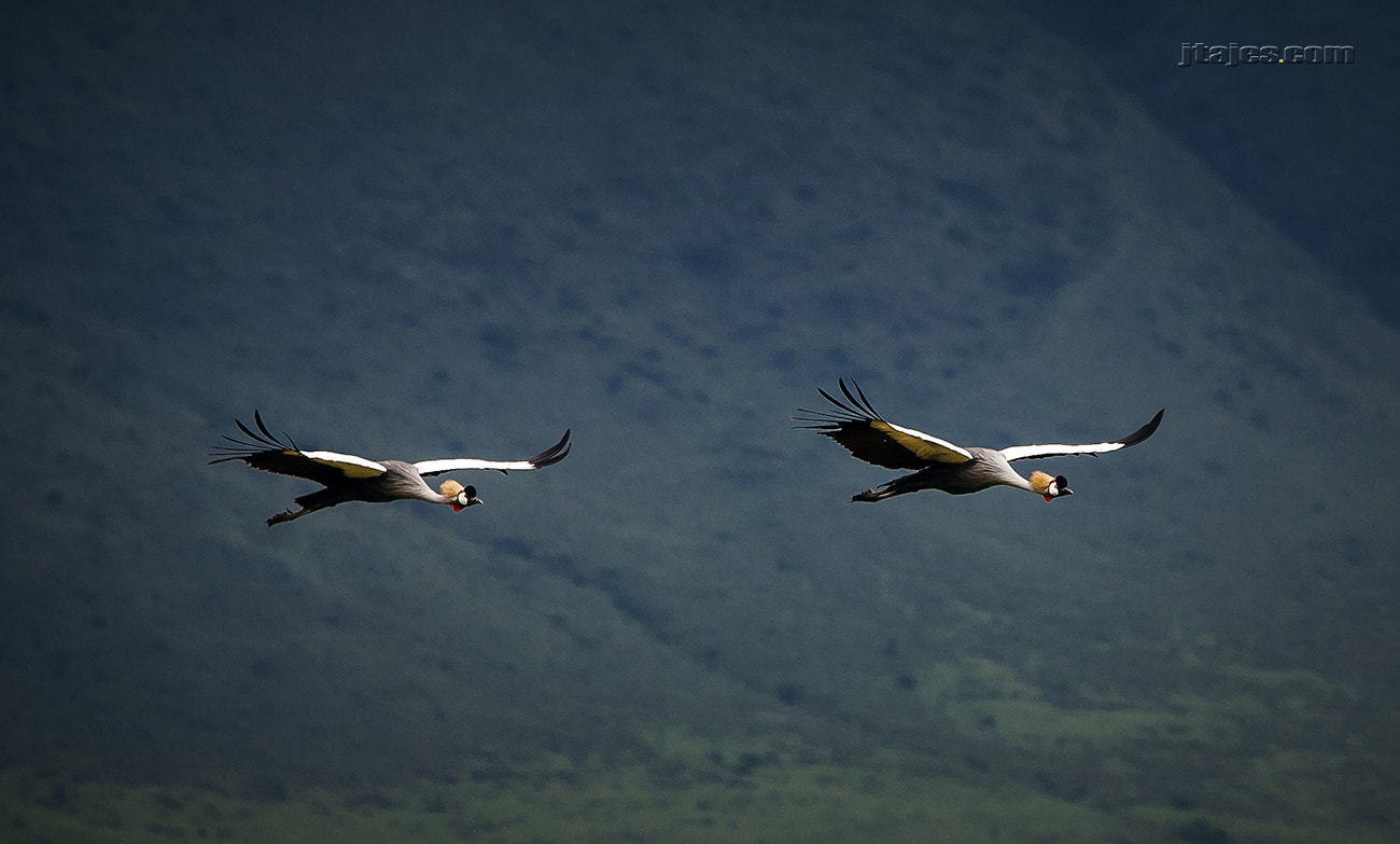 Canon EF 100-400mm F4.5-5.6L IS USM sample photo. Synchronization photography
