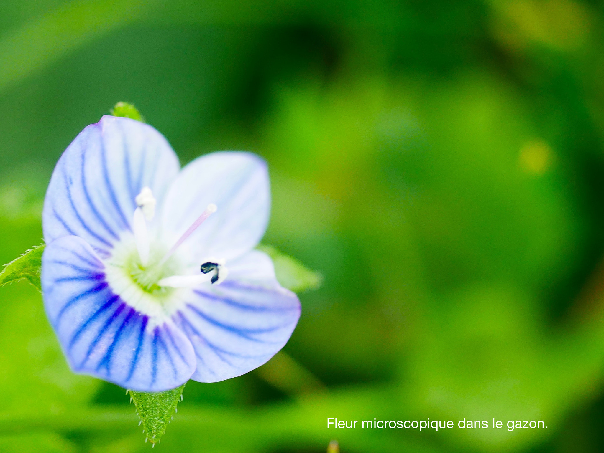 Panasonic Lumix G Macro 30mm F2.8 ASPH Mega OIS sample photo. Microscopique photography