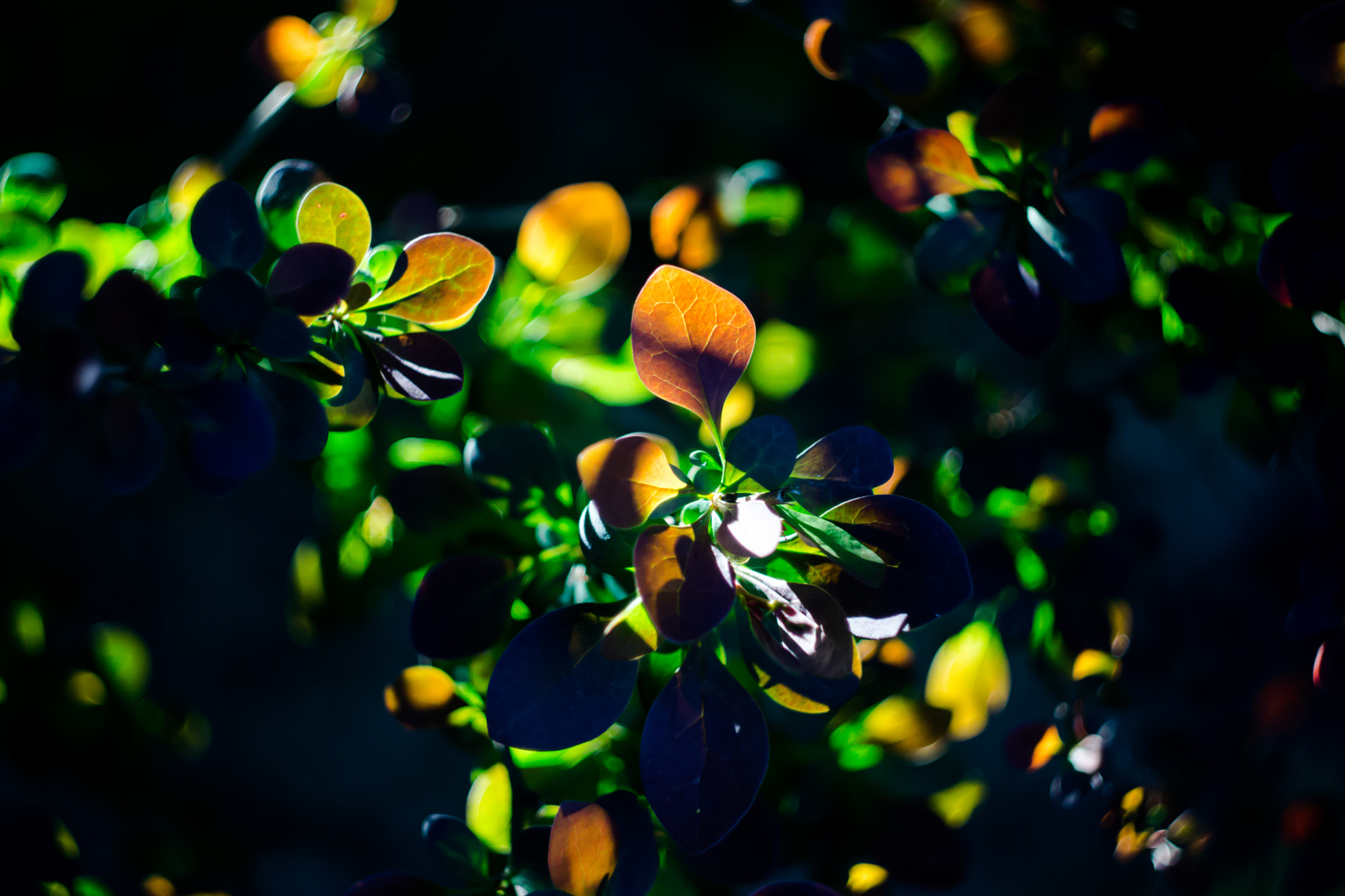 Sony SLT-A77 + Minolta AF 50mm F1.7 sample photo. In the light of sun photography