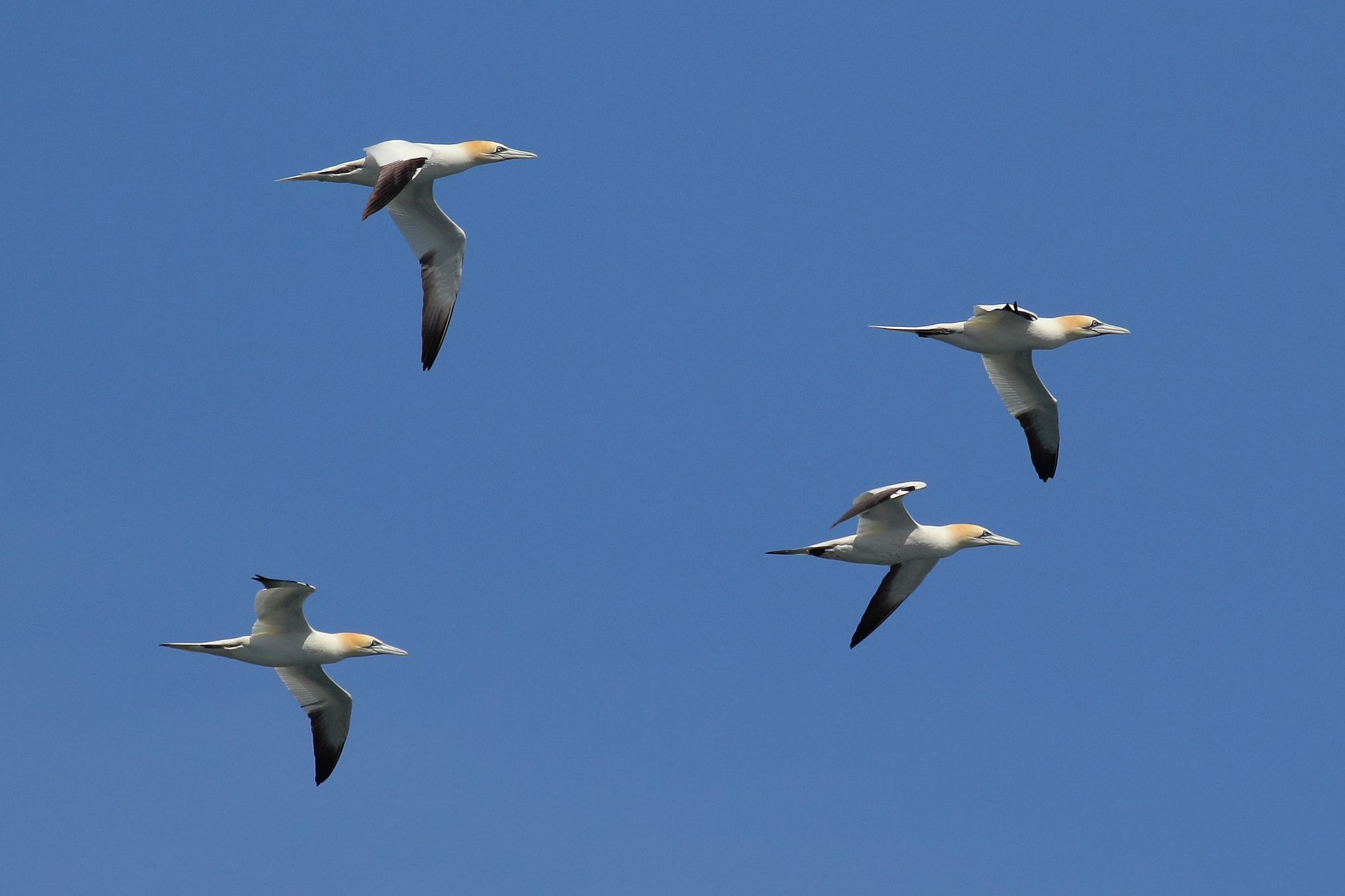 Canon EOS 60D + Canon EF 400mm F5.6L USM sample photo. Northern gannets in flight photography