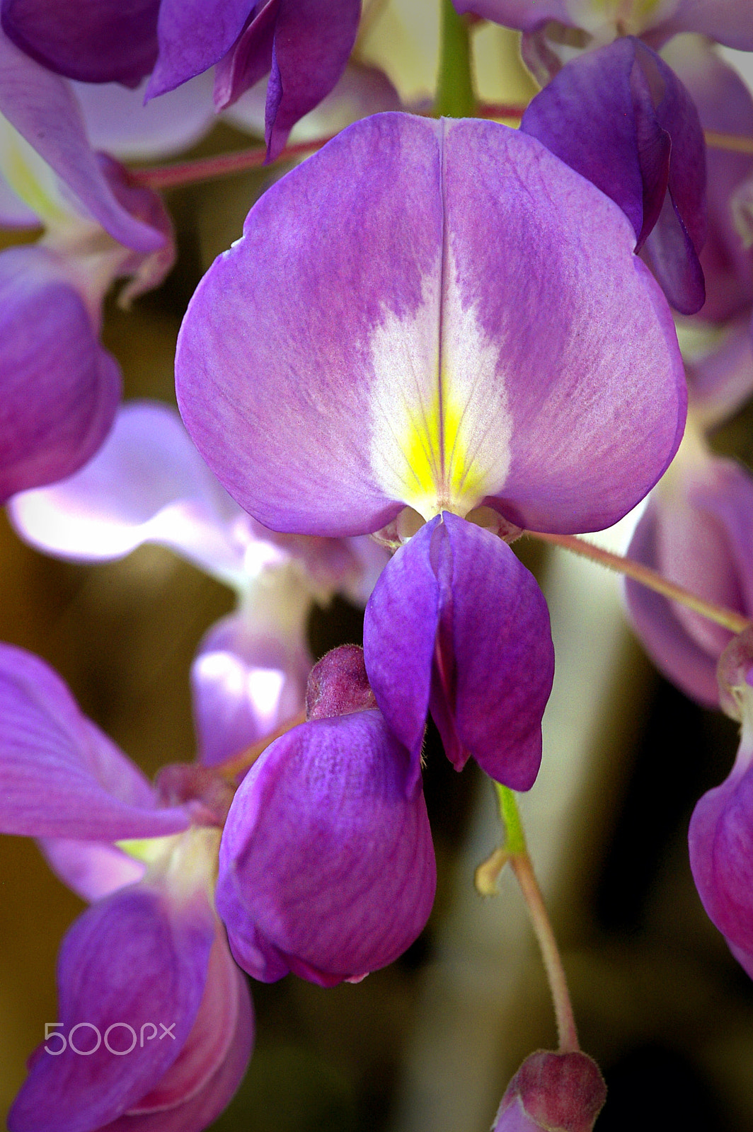 Pentax smc D-FA 100mm F2.8 macro sample photo. Whisteria photography
