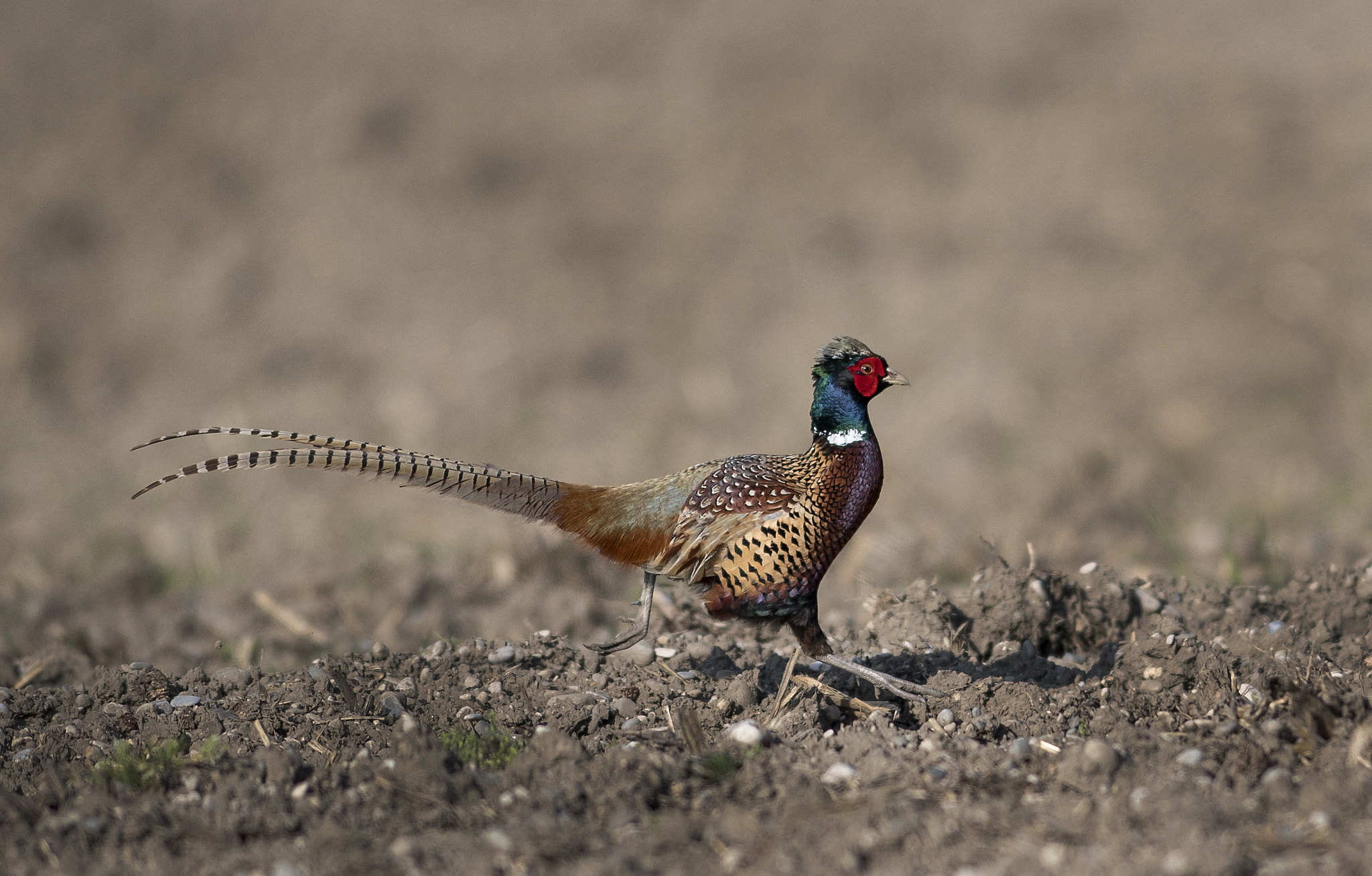 Nikon AF-S Nikkor 300mm F2.8G ED VR II sample photo. Common pheasant photography