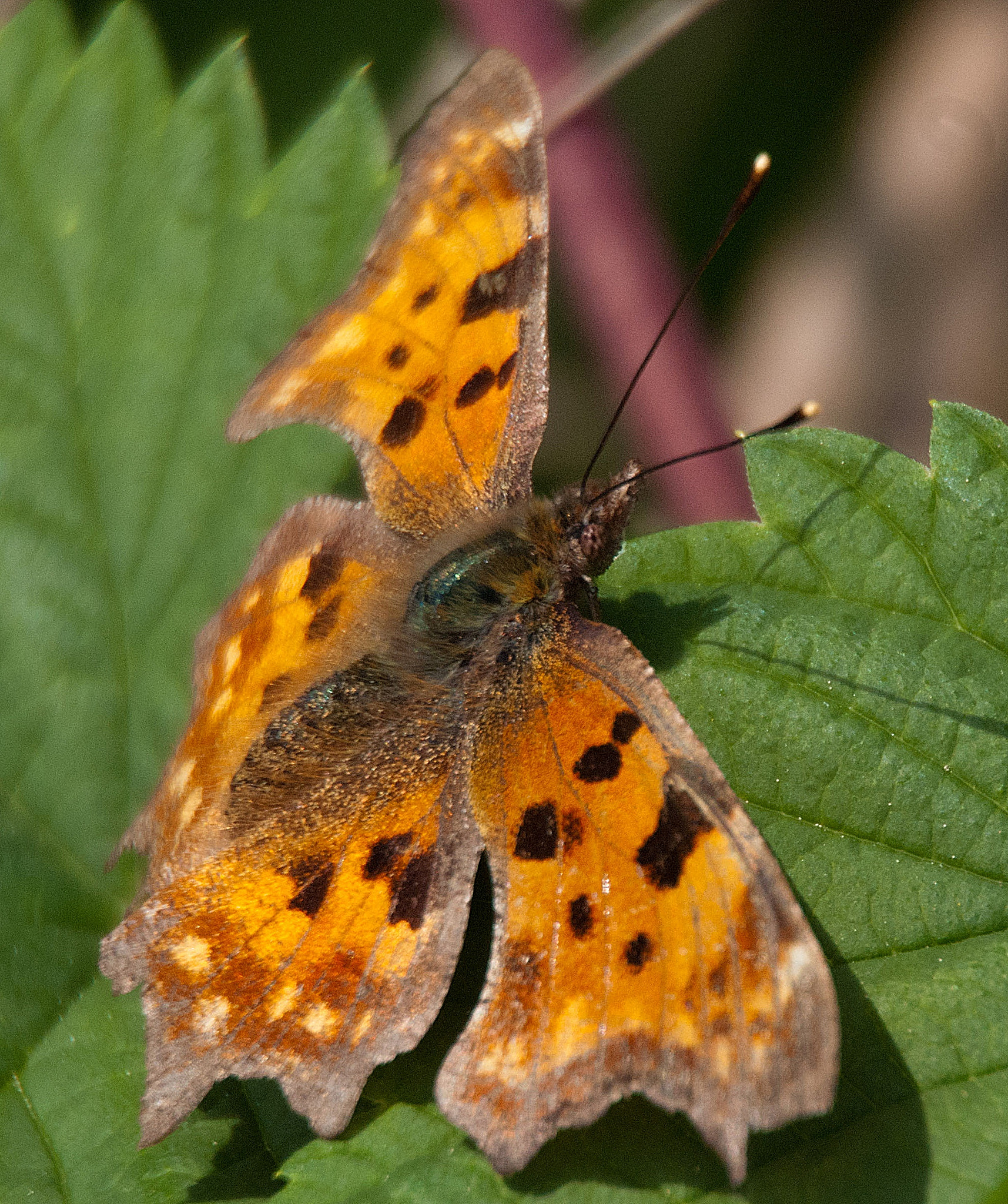 Sony Alpha DSLR-A300 + DT 18-270mm F3.5-6.3 SSM sample photo. Rusałka ceik (polygonia c-album) photography