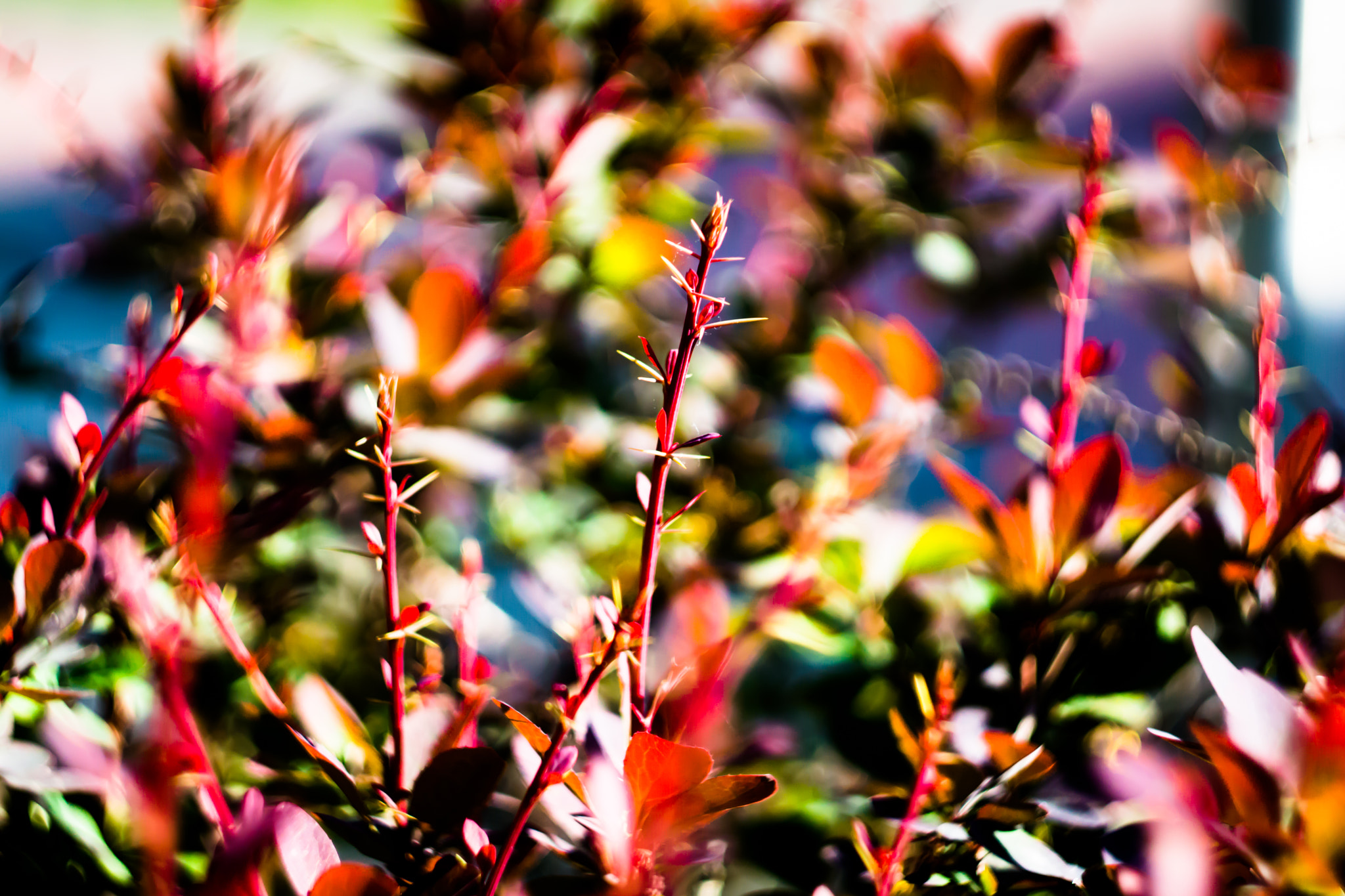 Sony SLT-A77 + Minolta AF 50mm F1.7 sample photo. Explosion of colors photography