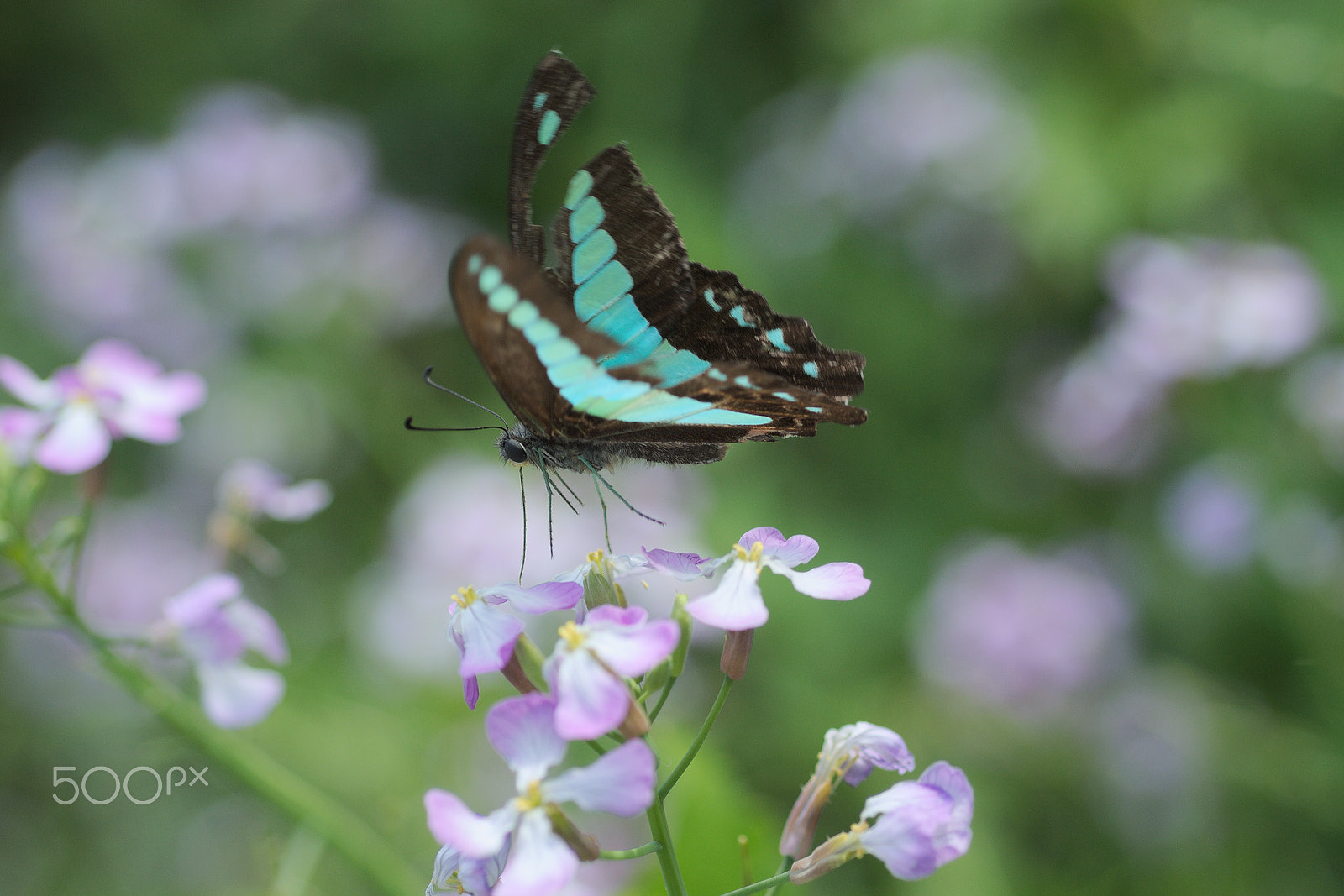 Nikon D40X + Nikon AF Micro-Nikkor 60mm F2.8D sample photo. Butterfly #3 photography