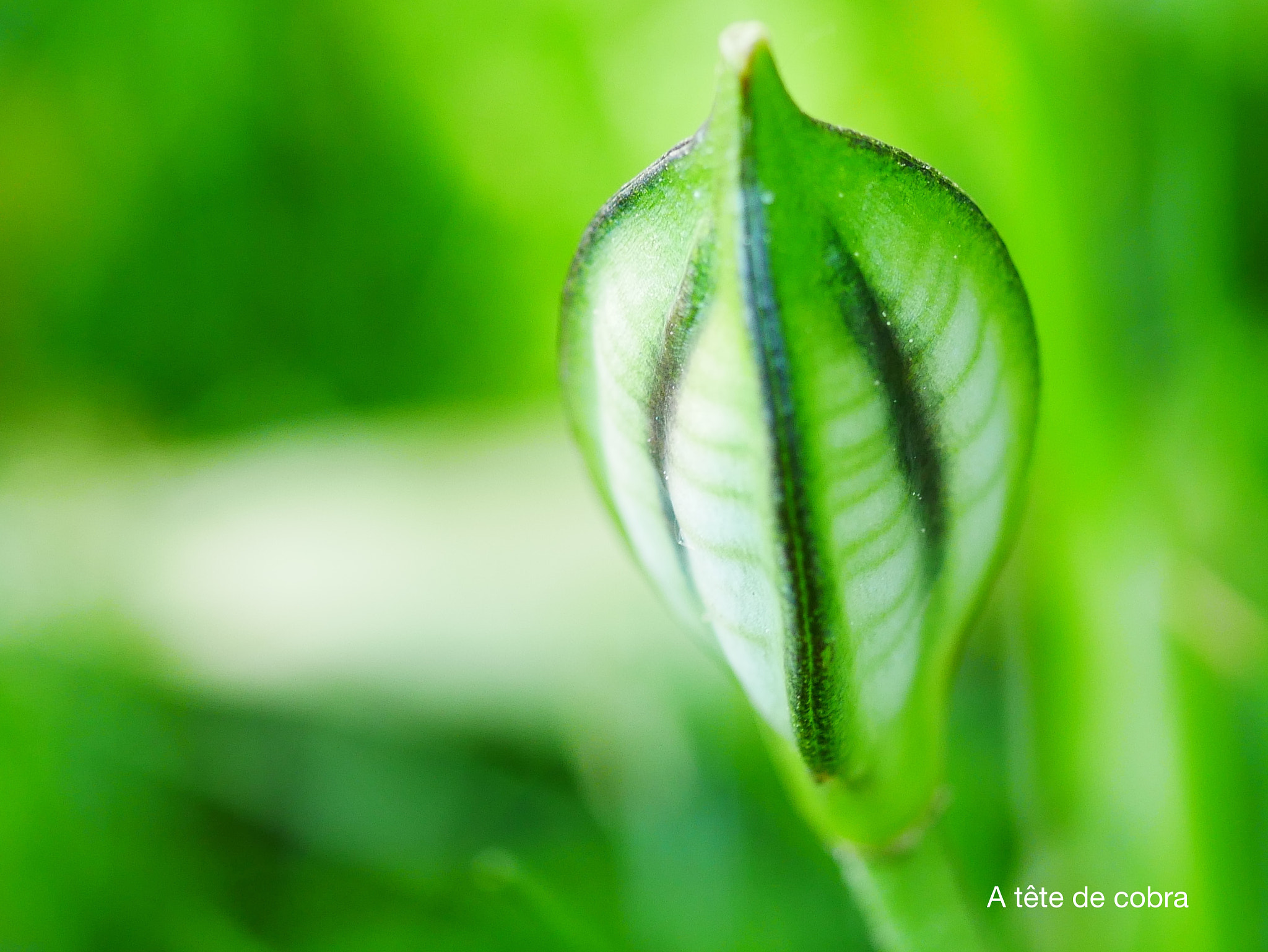 Panasonic DMC-G70 + Panasonic Lumix G Macro 30mm F2.8 ASPH Mega OIS sample photo. A tête de cobra photography