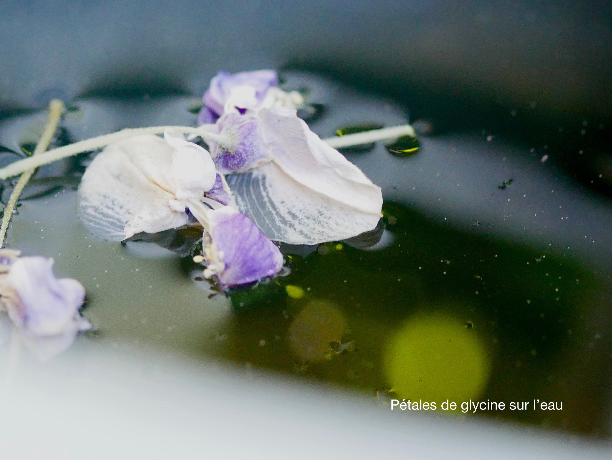 Panasonic Lumix G Macro 30mm F2.8 ASPH Mega OIS sample photo. Pétales sur l'eau photography