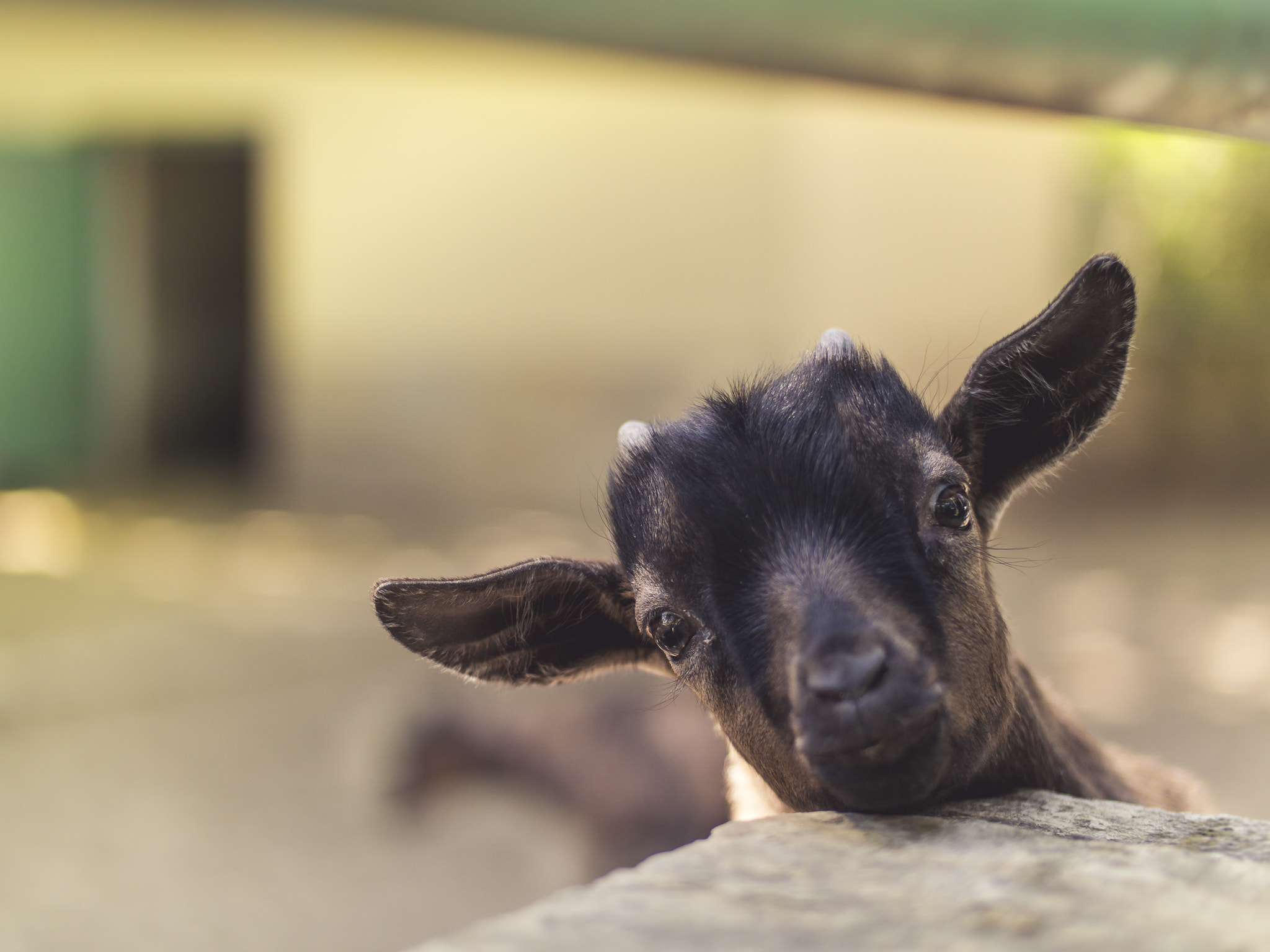 NX 45mm F1.8 [T6] 2D/3D sample photo. Have a goaty day! :-) photography