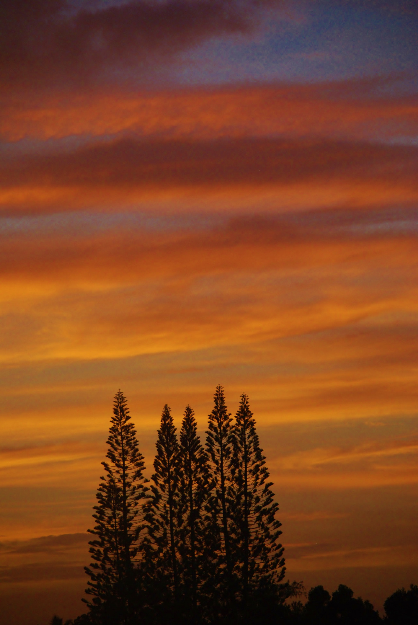 Nikon D60 sample photo. Pointer sisters!!! photography