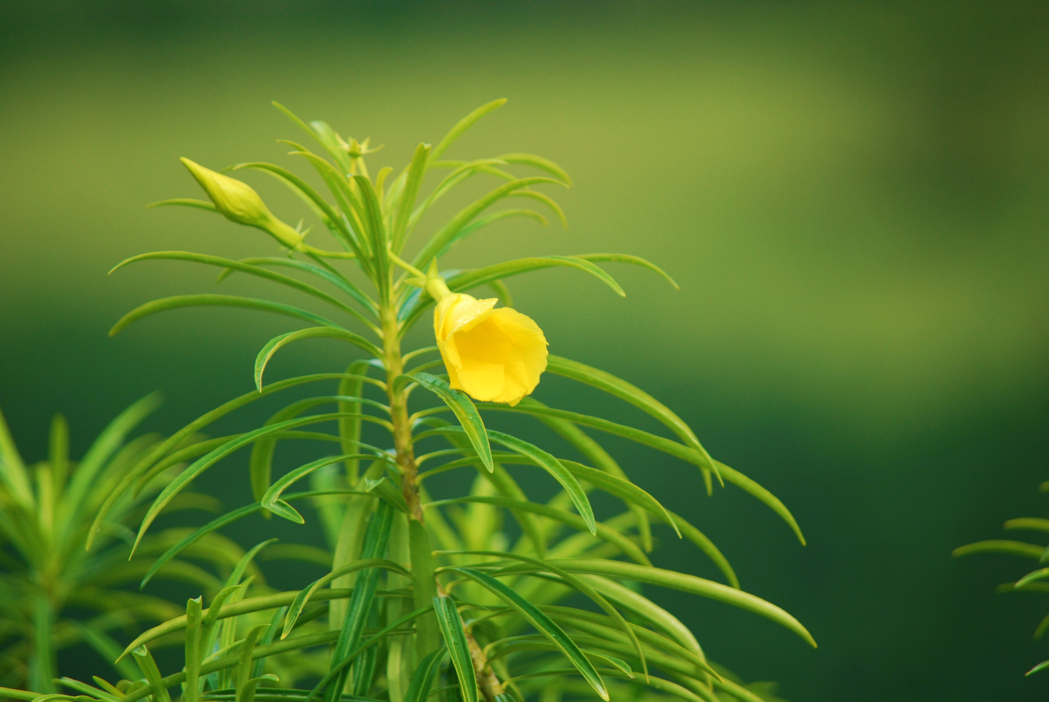 Nikon D60 sample photo. Beauty unfolding ... photography