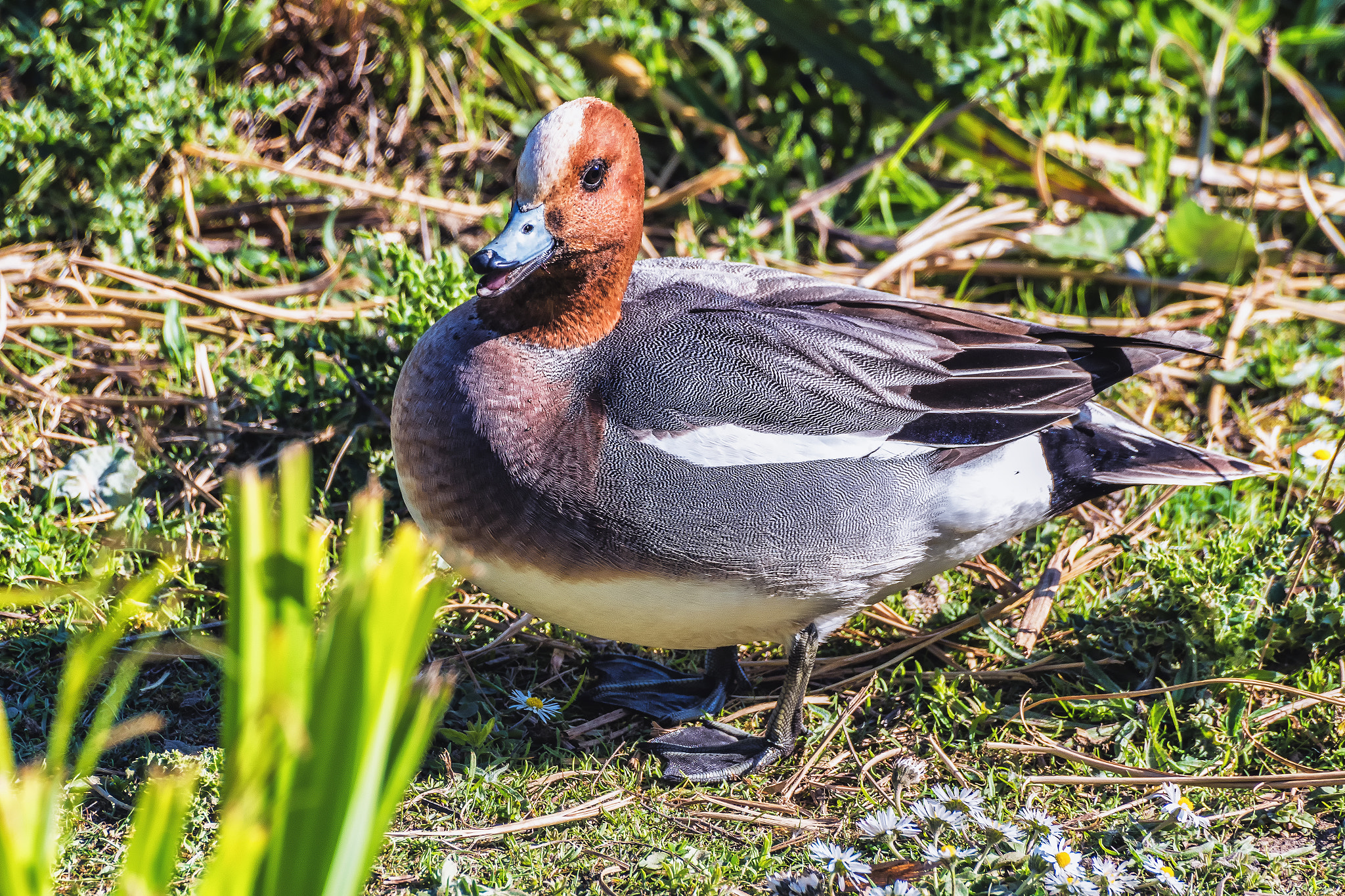 Pentax K-S1 + Sigma sample photo. Eurasian wigeon  photography