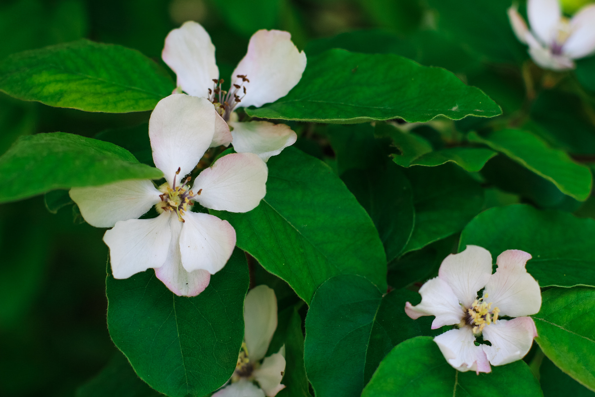 Canon EF 50mm F1.4 USM sample photo. Flowers photography