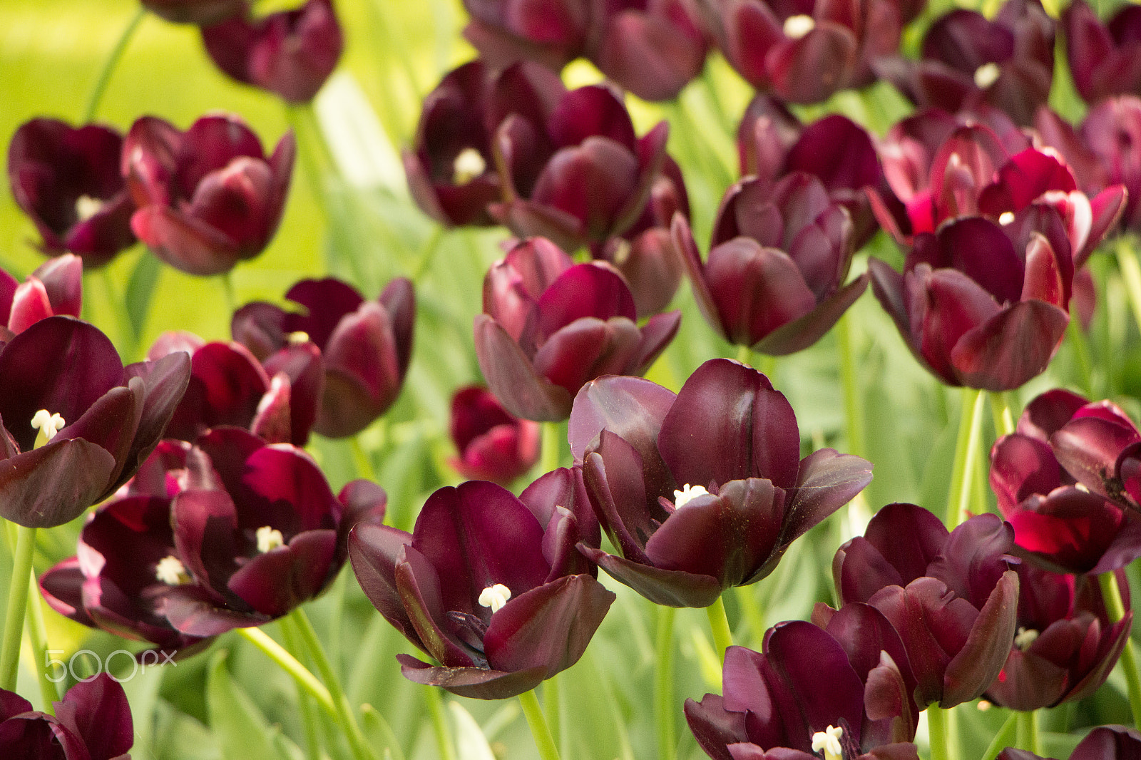 Canon EF-S 18-135mm F3.5-5.6 IS STM sample photo. Purple tulips at keukenhof photography