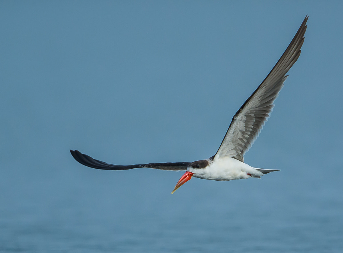 Nikon D7100 + Nikon AF-S Nikkor 600mm F4G ED VR sample photo. African skimmer photography