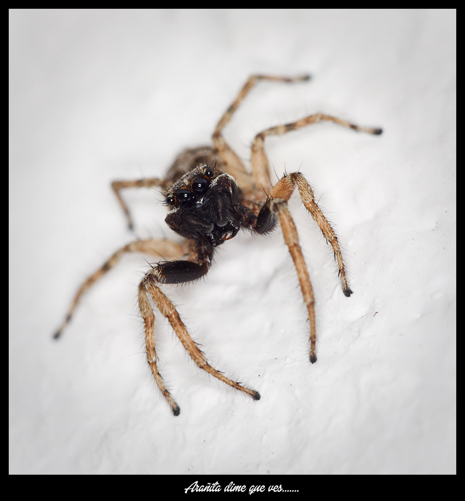 Canon EF 180mm F3.5L Macro USM sample photo. Arañita photography