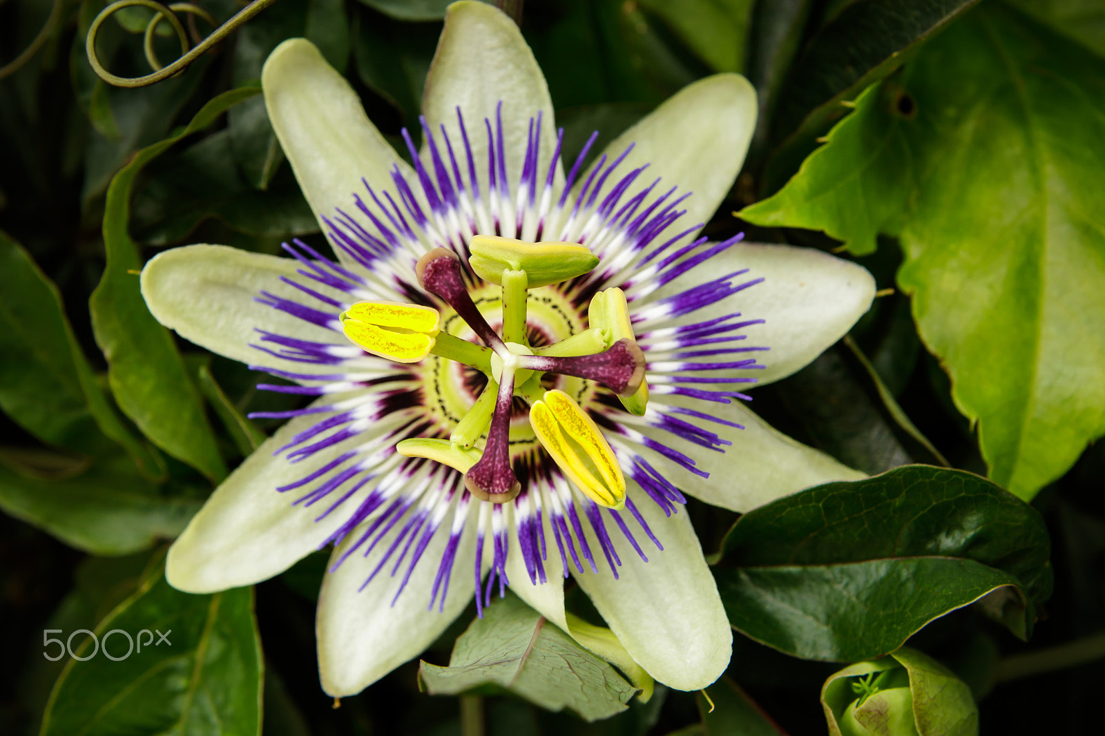 Tamron SP AF 17-50mm F2.8 XR Di II LD Aspherical (IF) sample photo. Passionflower photography