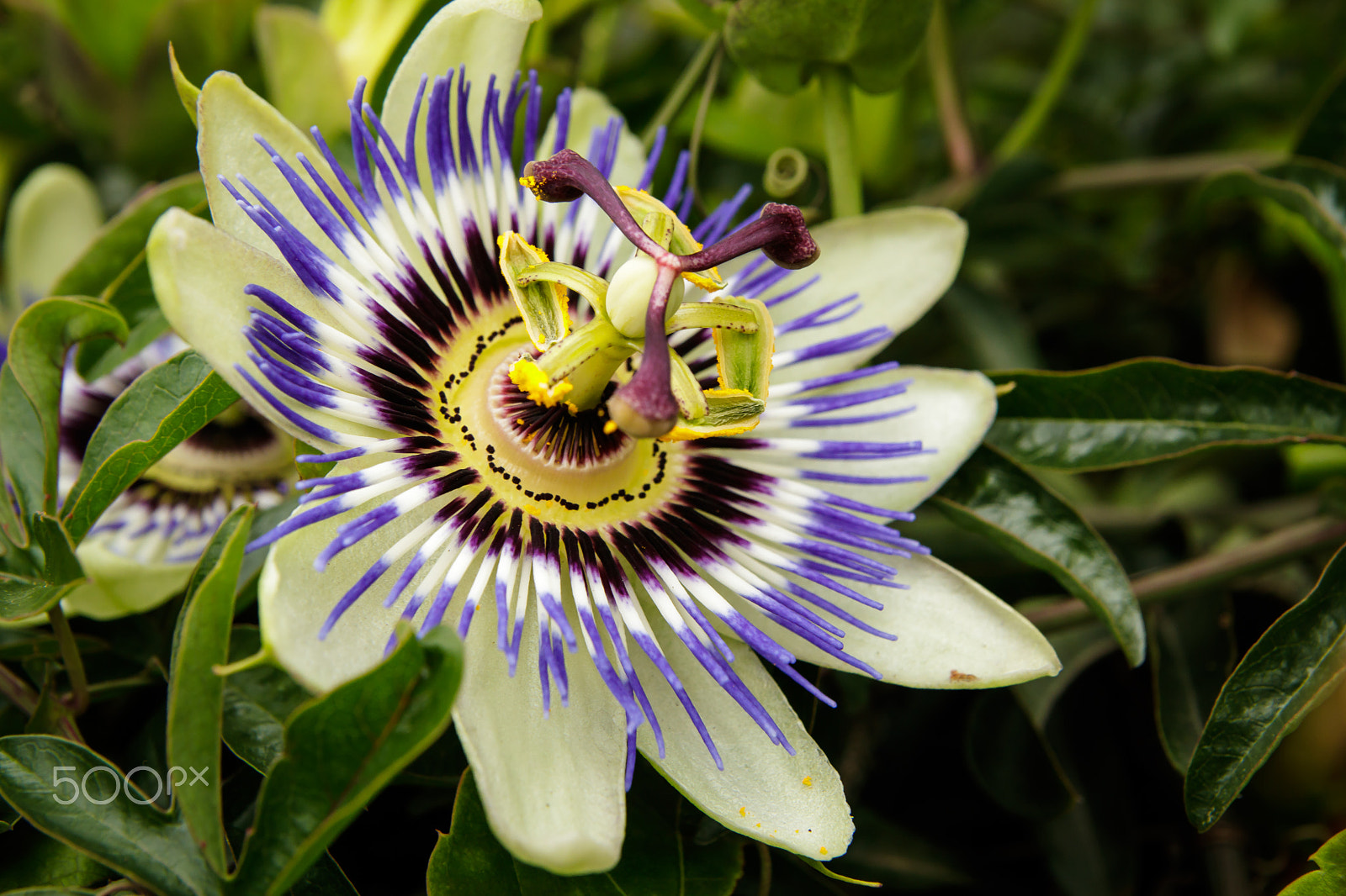 Tamron SP AF 17-50mm F2.8 XR Di II LD Aspherical (IF) sample photo. Passionflower photography