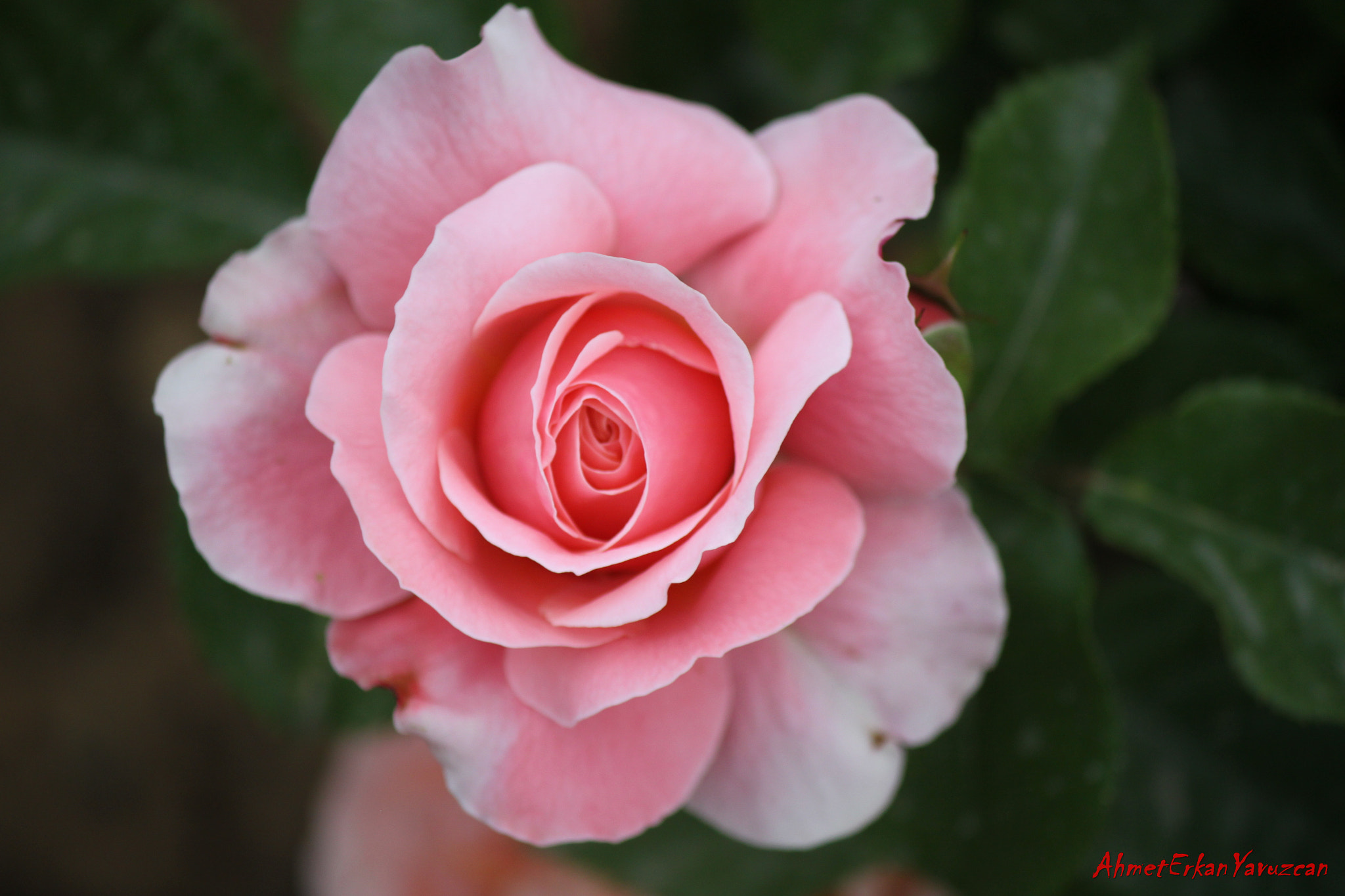 Canon EOS 500D (EOS Rebel T1i / EOS Kiss X3) + Canon EF-S 55-250mm F4-5.6 IS II sample photo. Pink rose photography